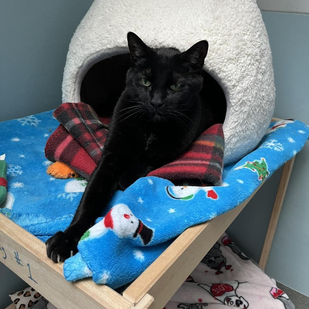 Carlos Despacito Meowiguez, a Adoptable Domestic Short Hair in Ashland, MA image 2/3