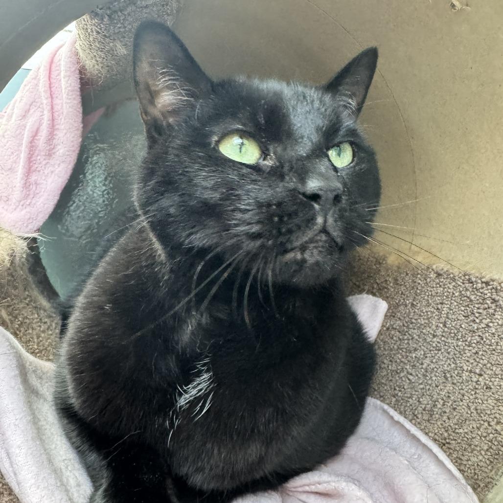 Carlos Despacito Meowiguez, a Adoptable Domestic Short Hair in Ashland, MA image 3/3