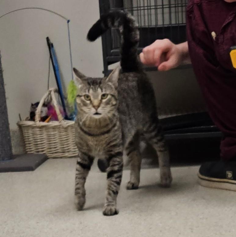 Kevin, an adopted American Shorthair in Benton Harbor, MI image 2/2