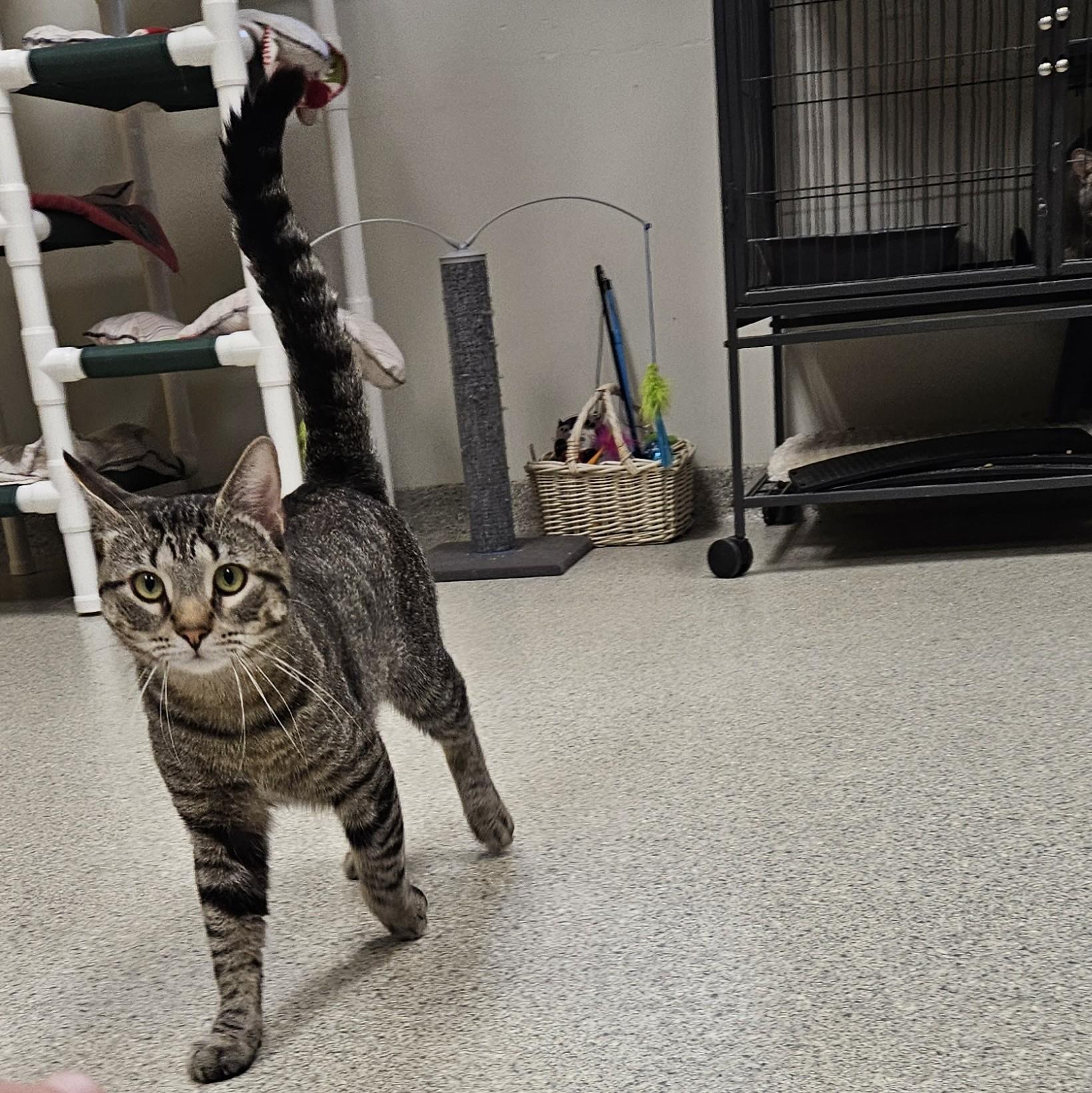 Kevin, an adopted American Shorthair in Benton Harbor, MI image 1/2