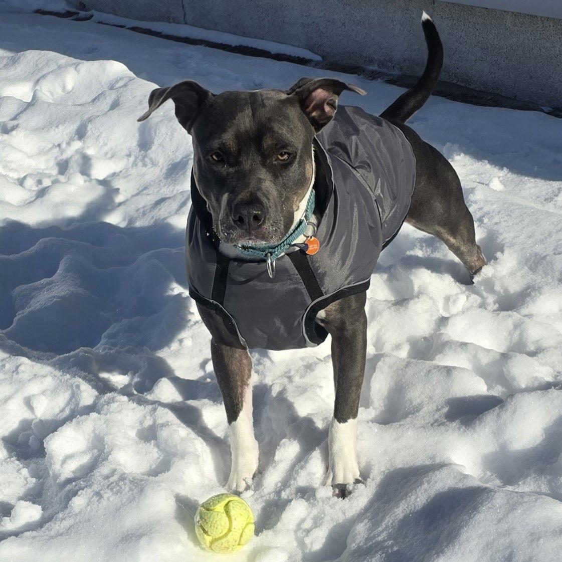 Gayle, Adoptable, Adult Female Pit Bull Terrier.