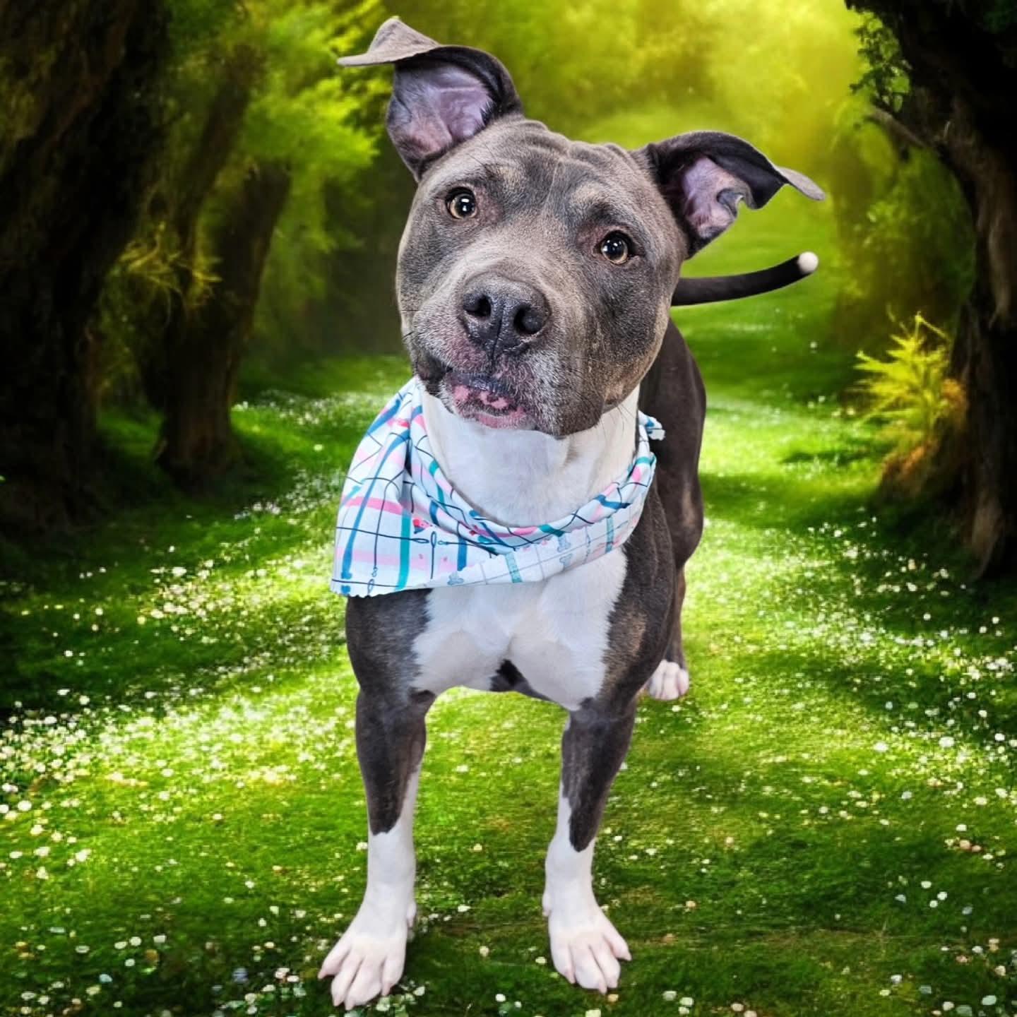 Gayle, Adoptable, Adult Female Pit Bull Terrier.