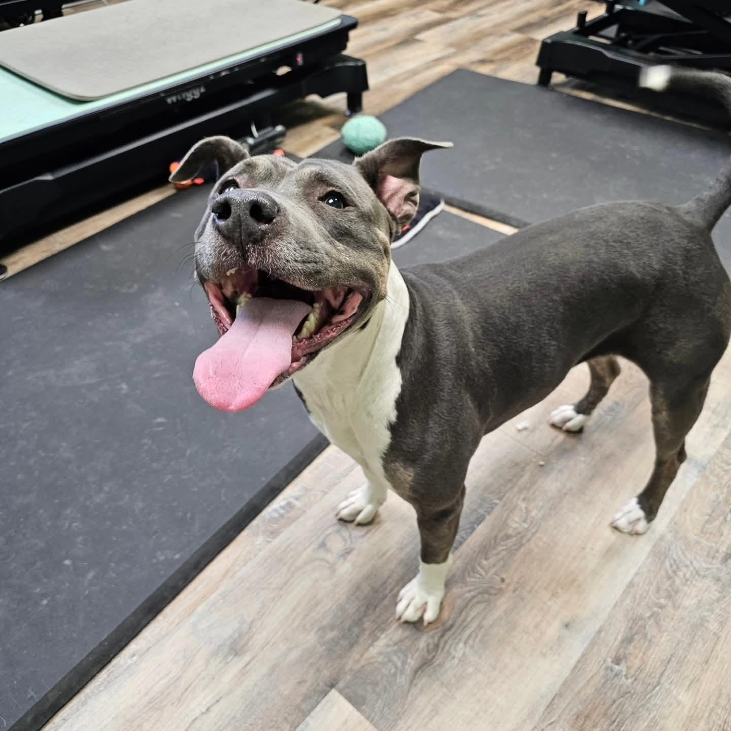 Enlarge Gayle, a Adoptable Pit Bull Terrier in Fargo, ND image 2/3