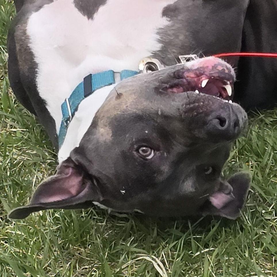 Gayle, Adoptable, Adult Female Pit Bull Terrier.