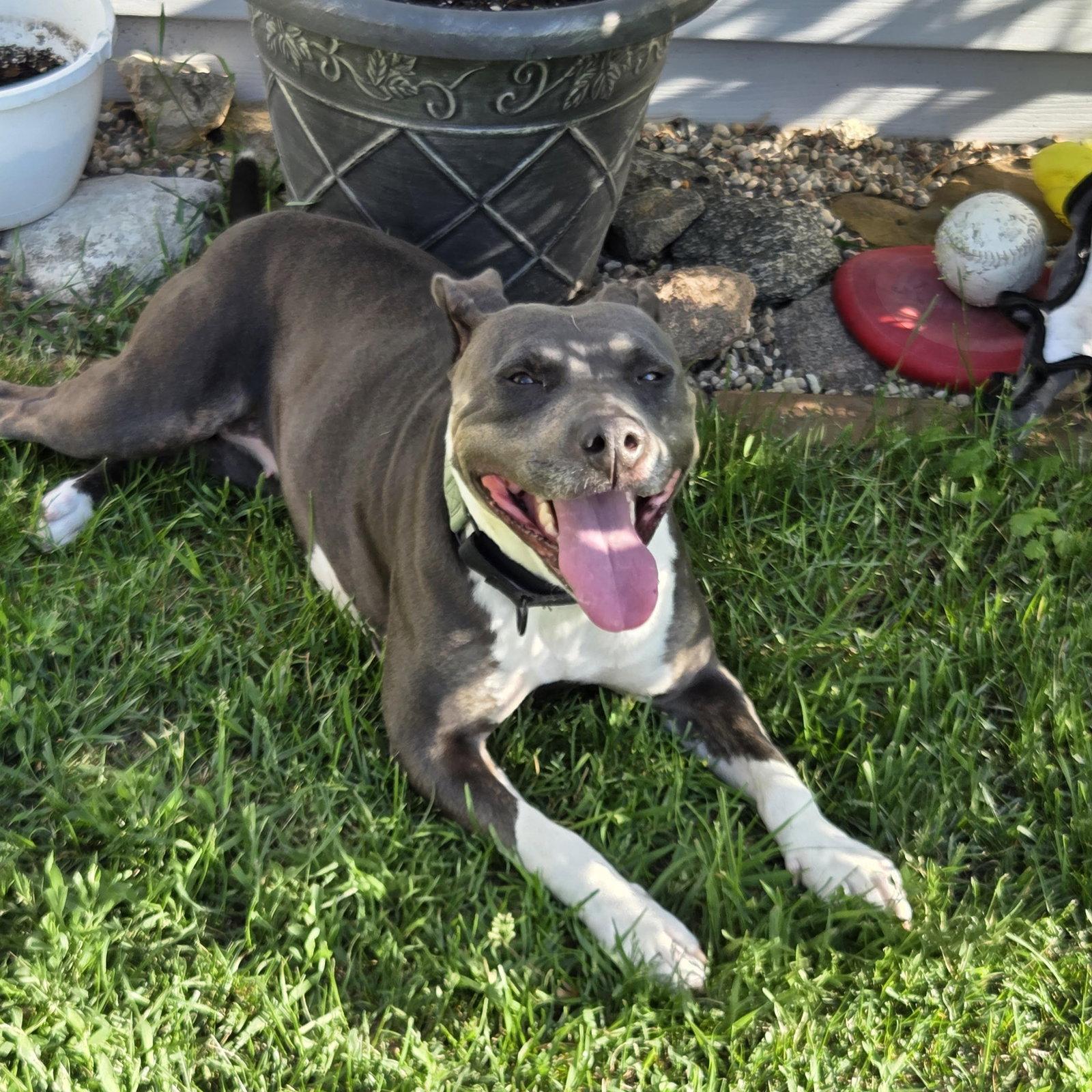 Enlarge Gayle, a Adoptable Pit Bull Terrier in Fargo, ND image 3/3