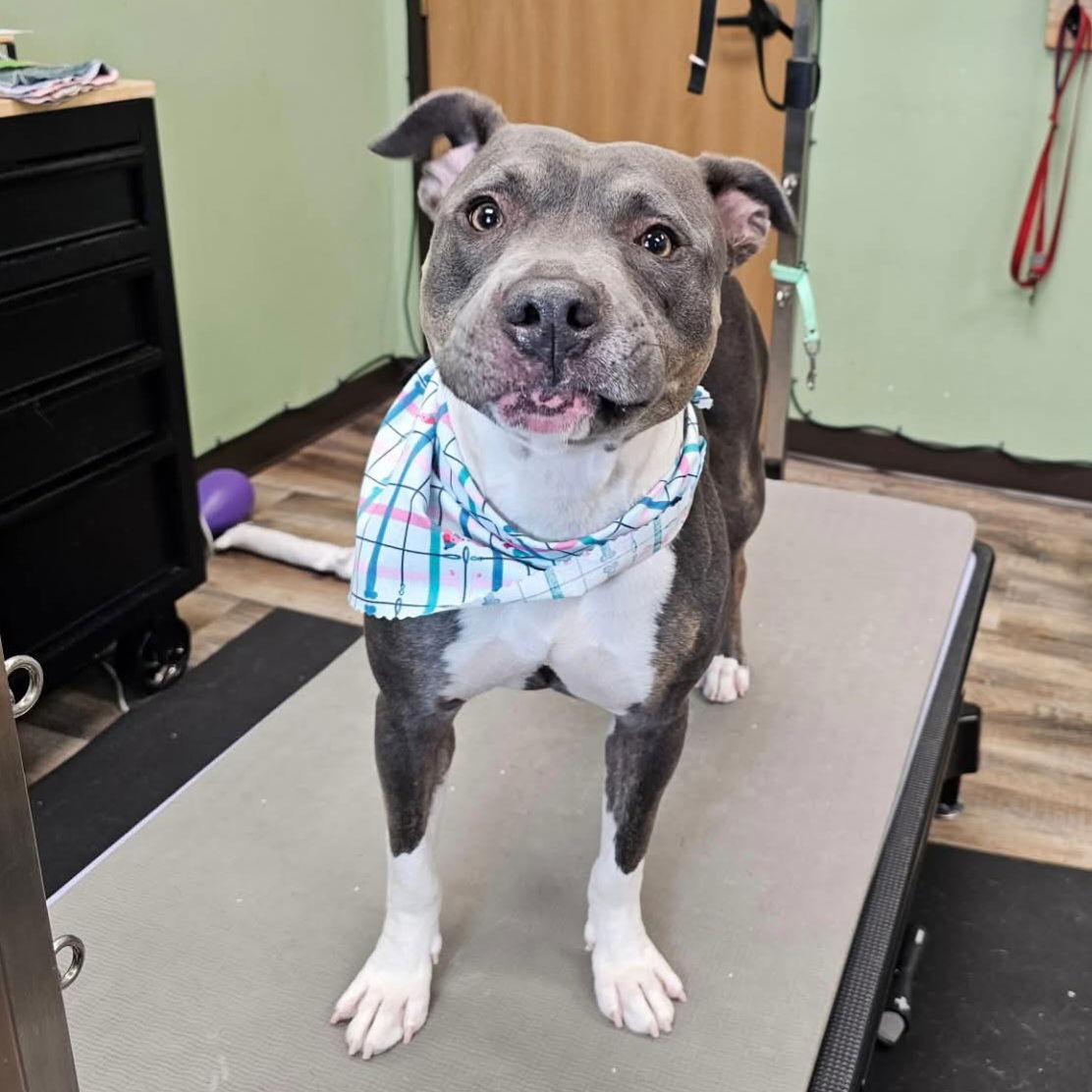 Enlarge Gayle, a Adoptable Pit Bull Terrier in Fargo, ND image 3/3