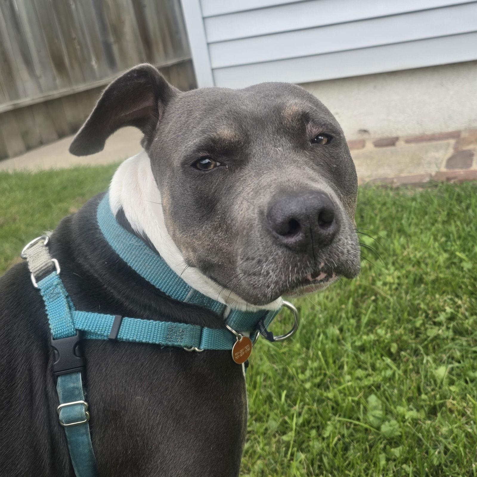 Enlarge Gayle, a Adoptable Pit Bull Terrier in Fargo, ND image 3/3
