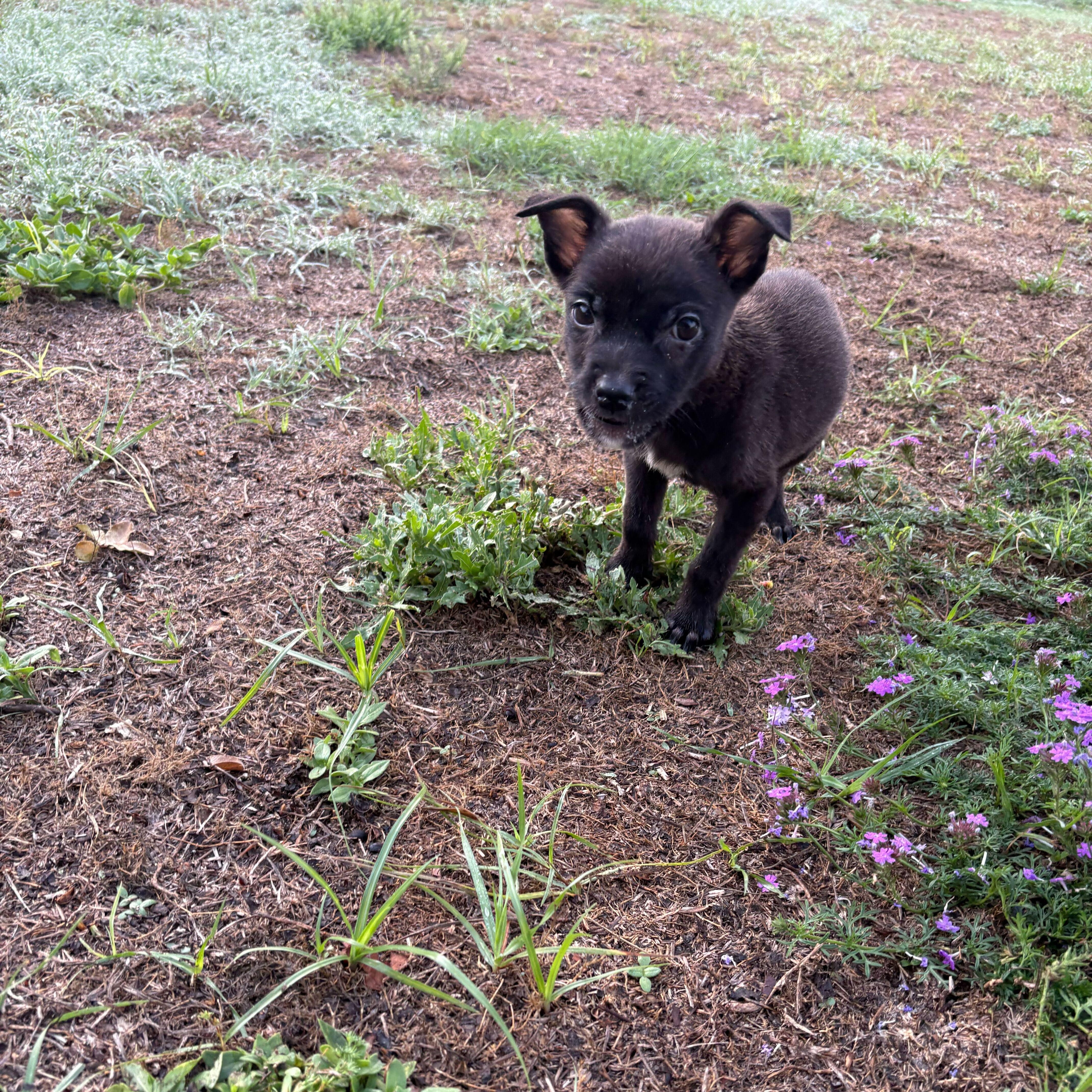 Enlarge Nova, an adopted mixed breed in Valdosta, GA image 2/2
