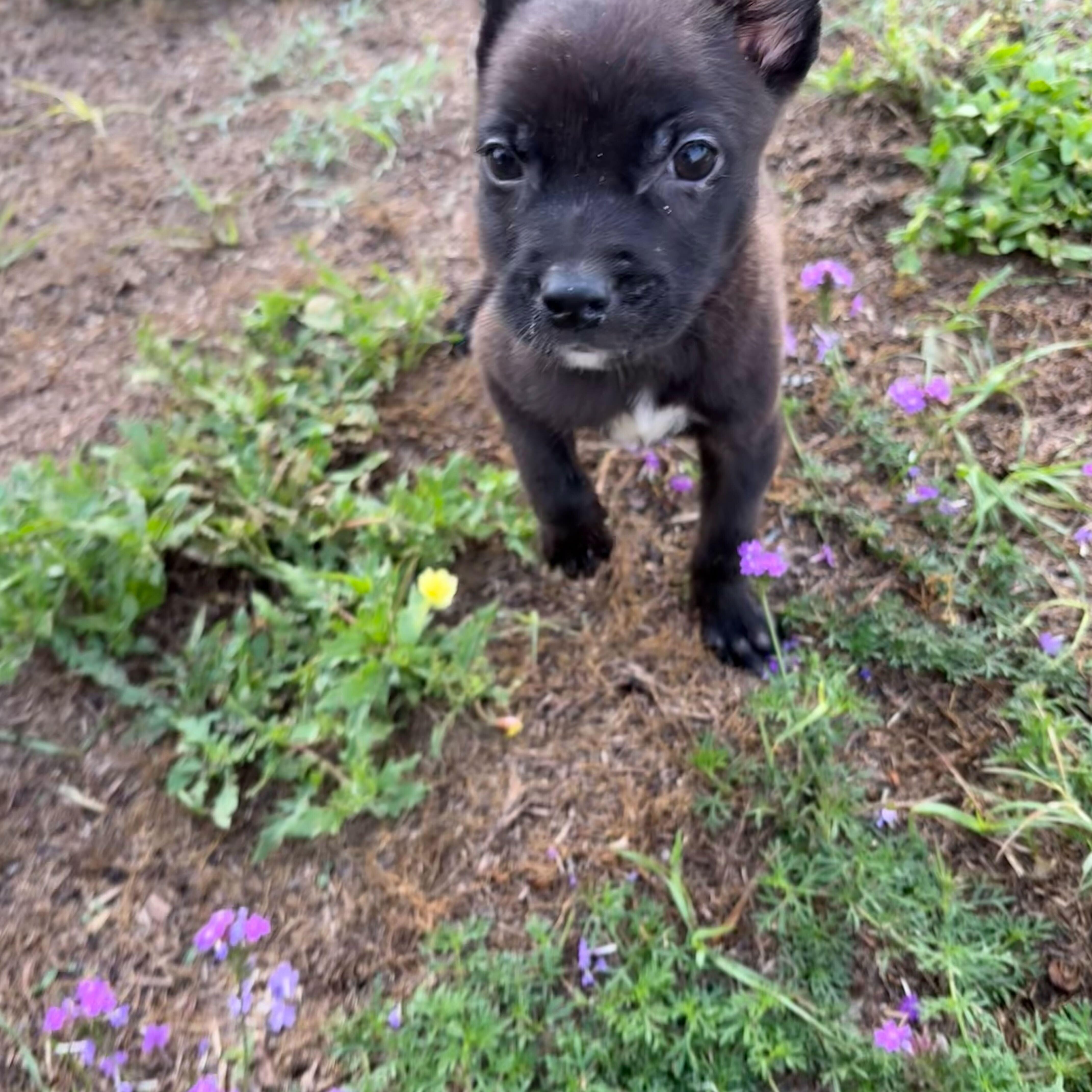 Enlarge Nova, an adopted mixed breed in Valdosta, GA image 1/2