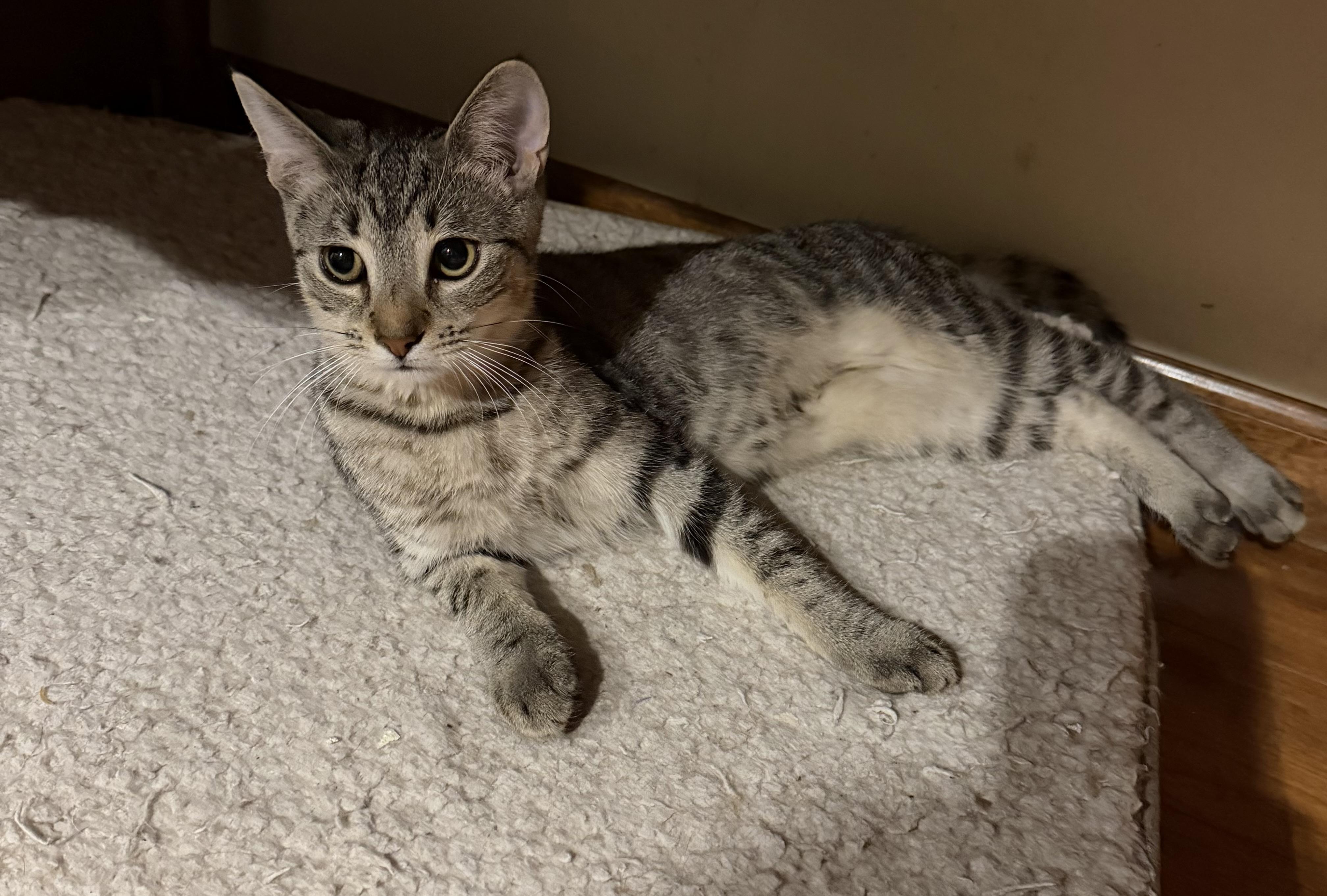 Enlarge Talia, a ADOPTABLE Domestic Short Hair in Williamsville, NY image 1/1