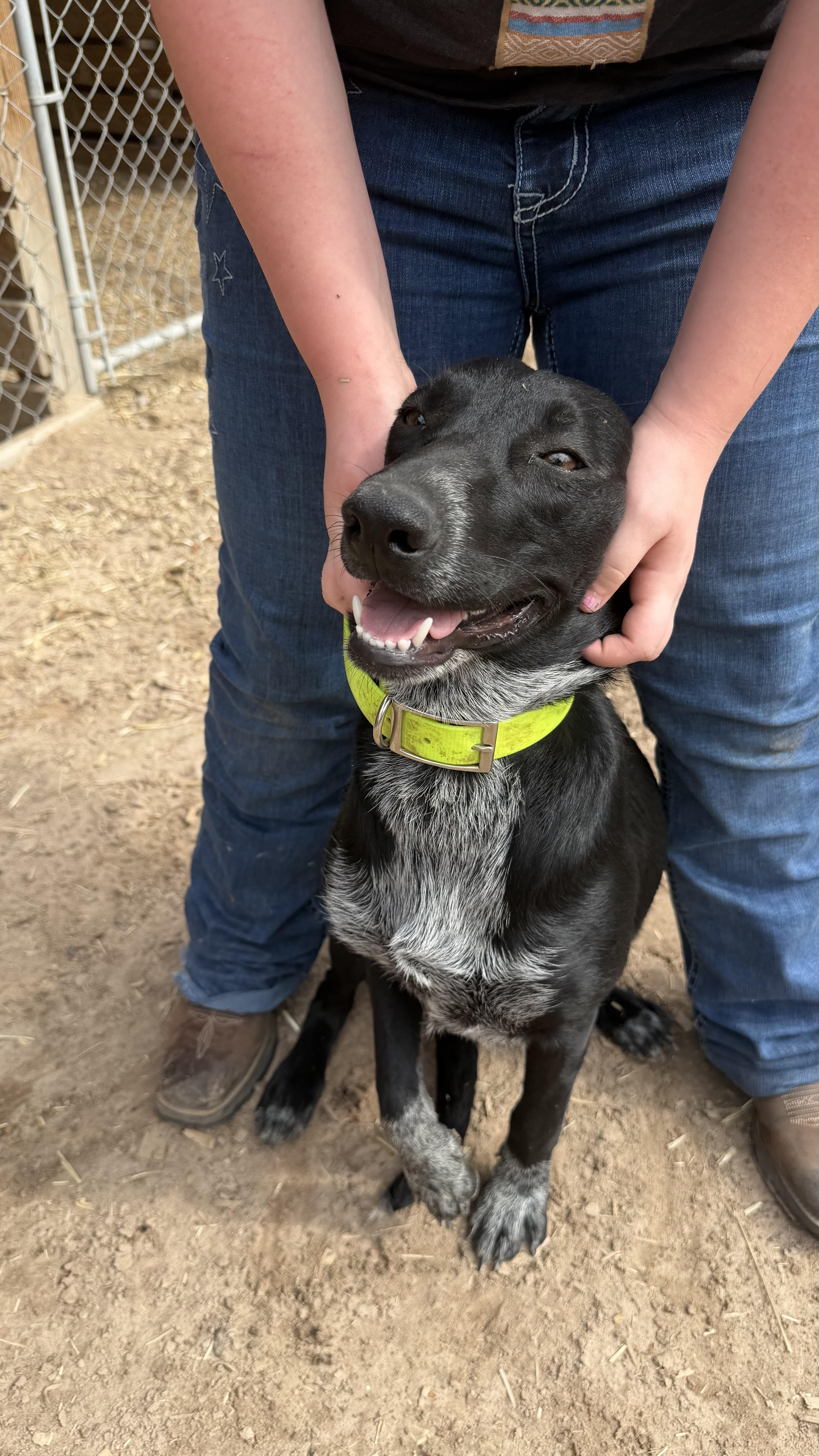 Enlarge Daisy , a ADOPTABLE Coonhound in Livingston, TX image 3/3