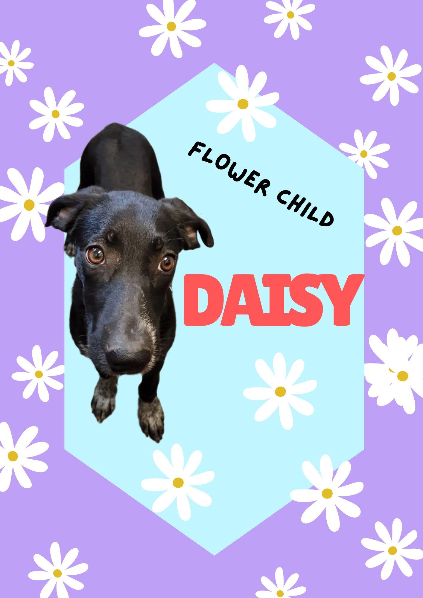 Enlarge Daisy , a ADOPTABLE Coonhound in Livingston, TX image 1/3