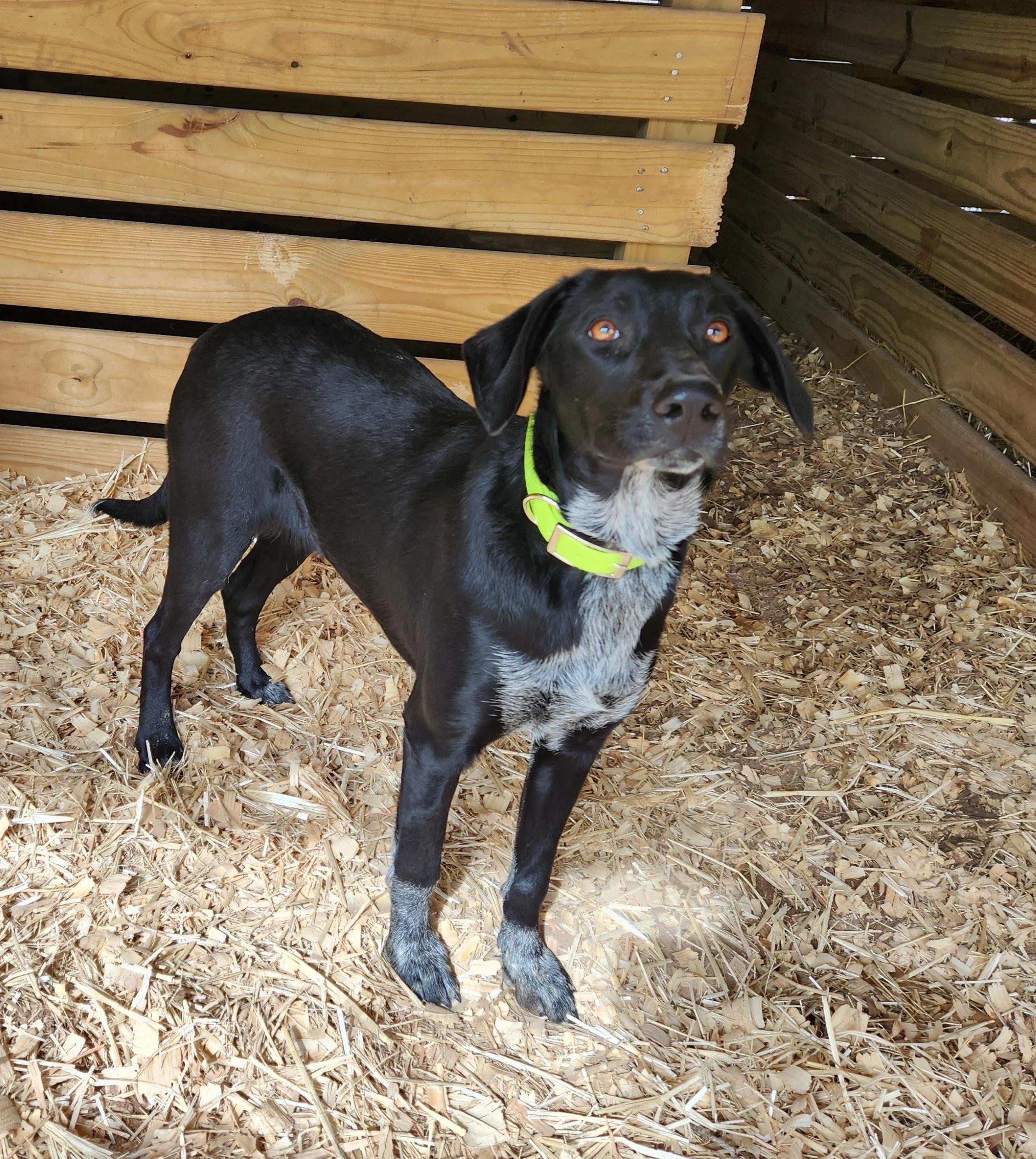 Enlarge Daisy , a ADOPTABLE Coonhound in Livingston, TX image 2/3