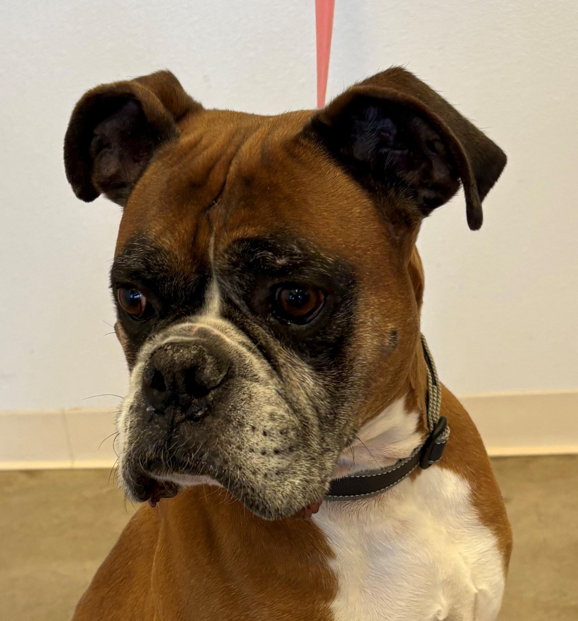 Bowie, a Adoptable Boxer in Greeley, CO image 1/2