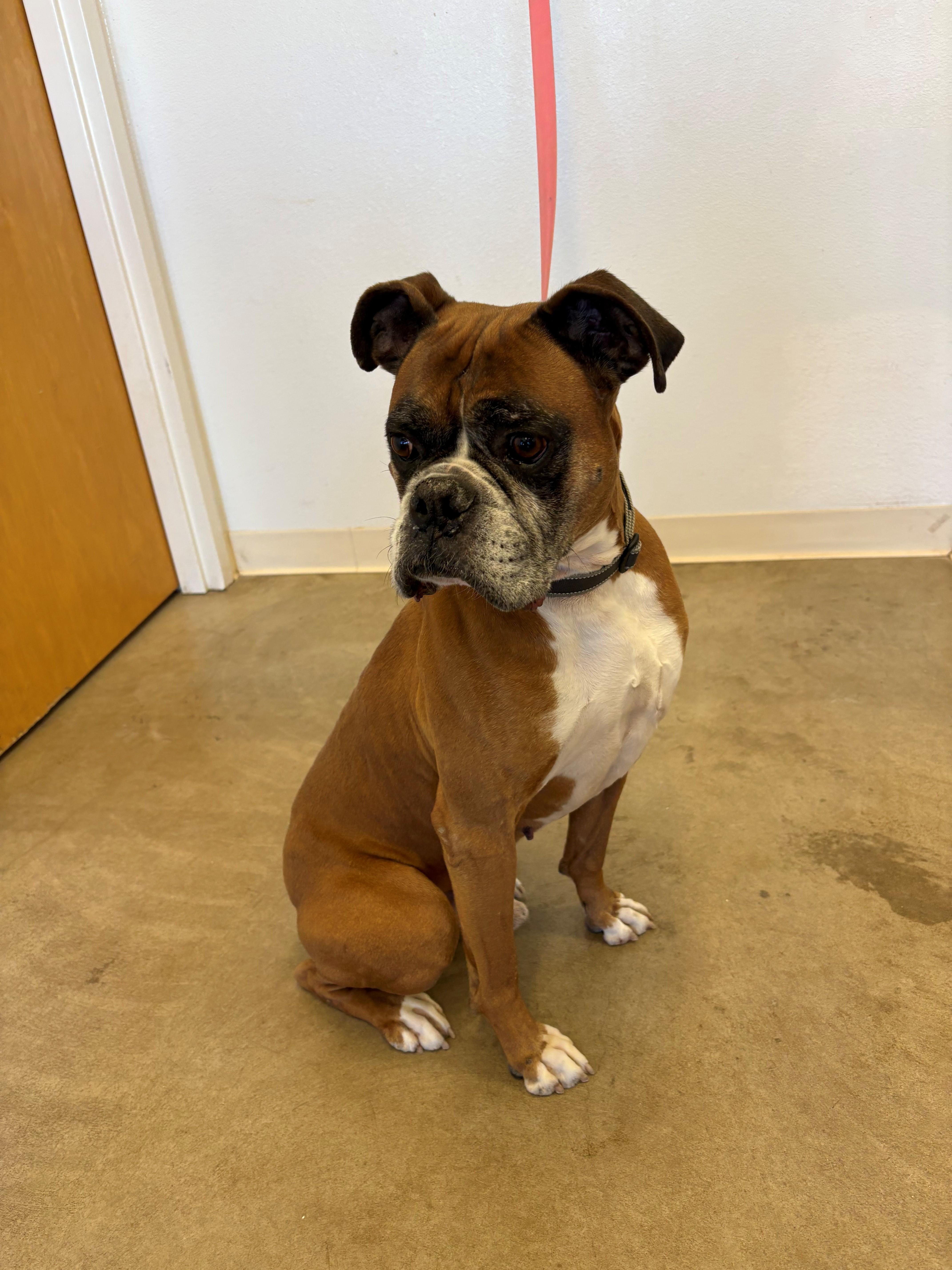Bowie, a Adoptable Boxer in Greeley, CO image 2/2