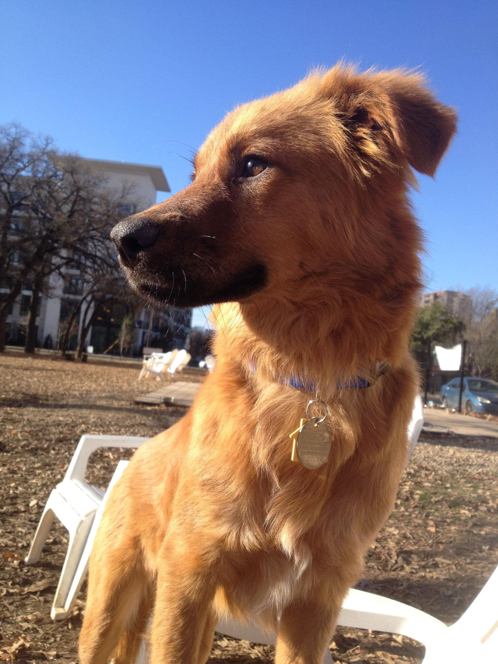 Freddy, Adopted, Young Male Golden Retriever & Border Collie.