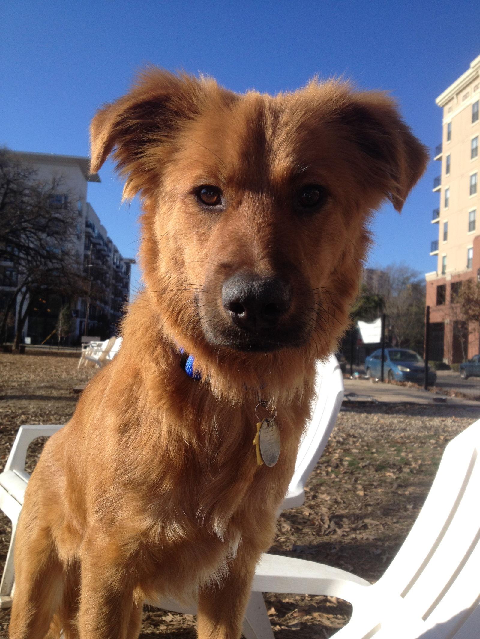 Enlarge Freddy, a Adopted mixed breed in Dallas, TX image 2/3