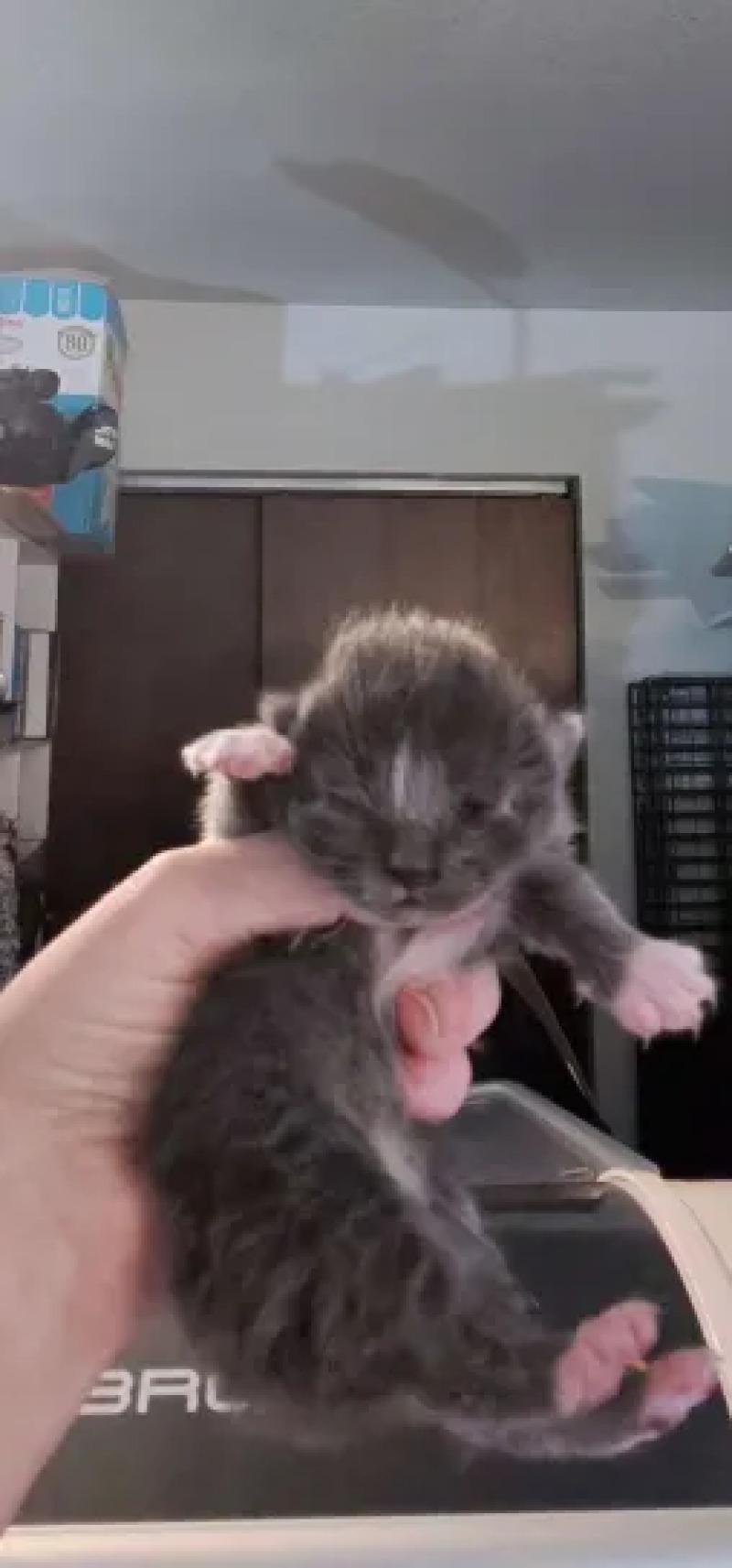 Chester, a Adoptable Domestic Medium Hair in Kennewick, WA image 1/2