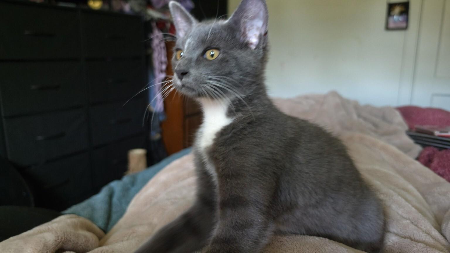 Chester, a Adoptable Domestic Medium Hair in Kennewick, WA image 2/2