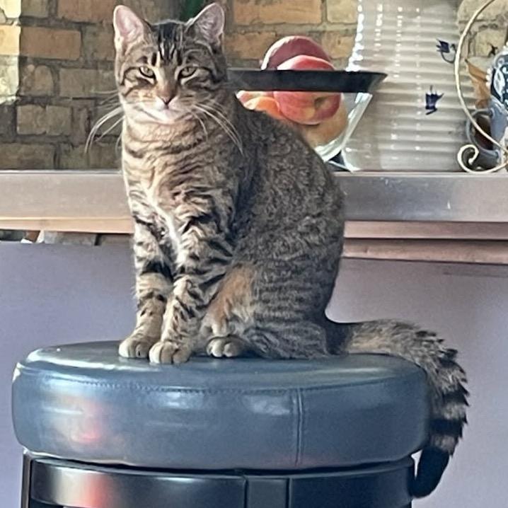 Enlarge Chrissy, a Adoptable Domestic Short Hair in Minneapolis, MN image 1/5
