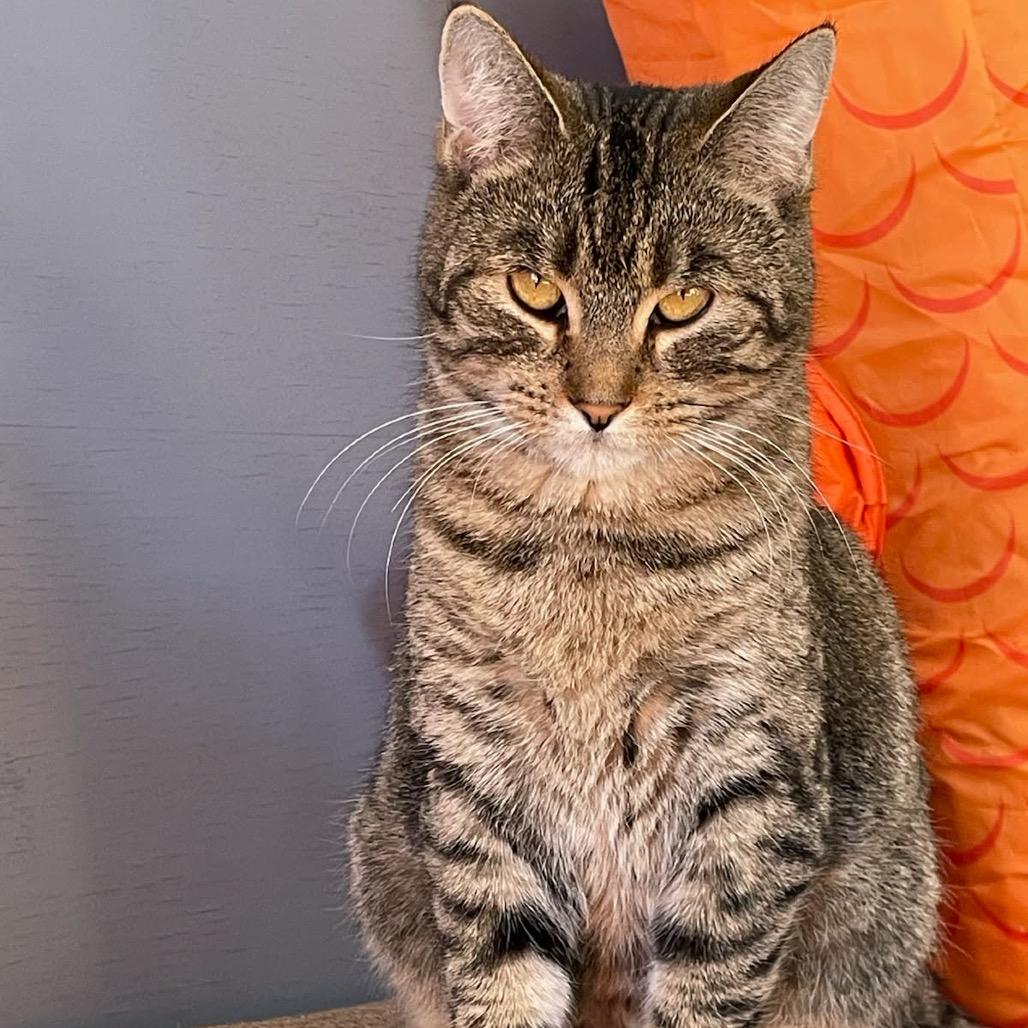 Enlarge Chrissy, a Adoptable Domestic Short Hair in Minneapolis, MN image 2/5