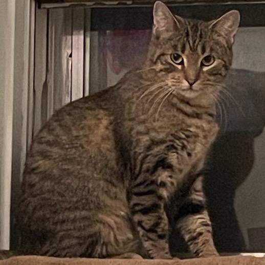 Chrissy, Adoptable, Young Female Domestic Short Hair.