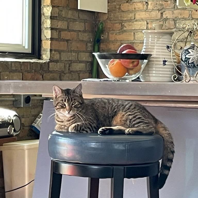 Enlarge Chrissy, a Adoptable Domestic Short Hair in Minneapolis, MN image 4/5