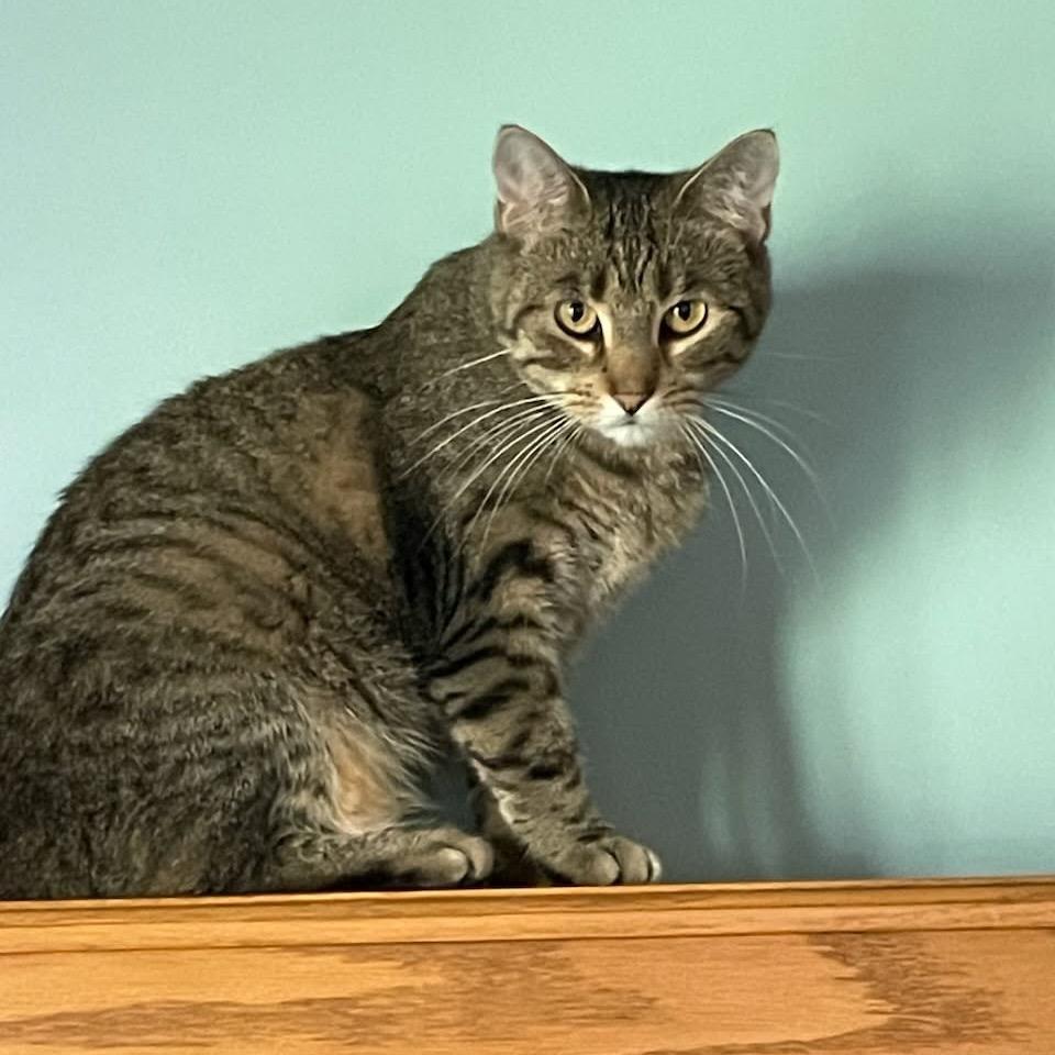 Enlarge Chrissy, a Adoptable Domestic Short Hair in Minneapolis, MN image 5/5