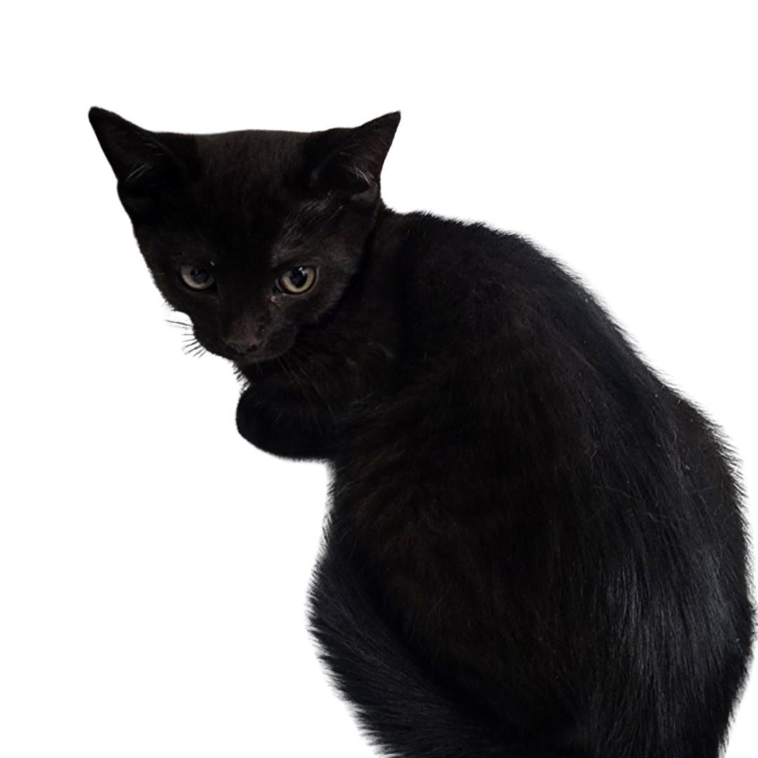 GHOBI, Adoptable, Young Male Domestic Short Hair.