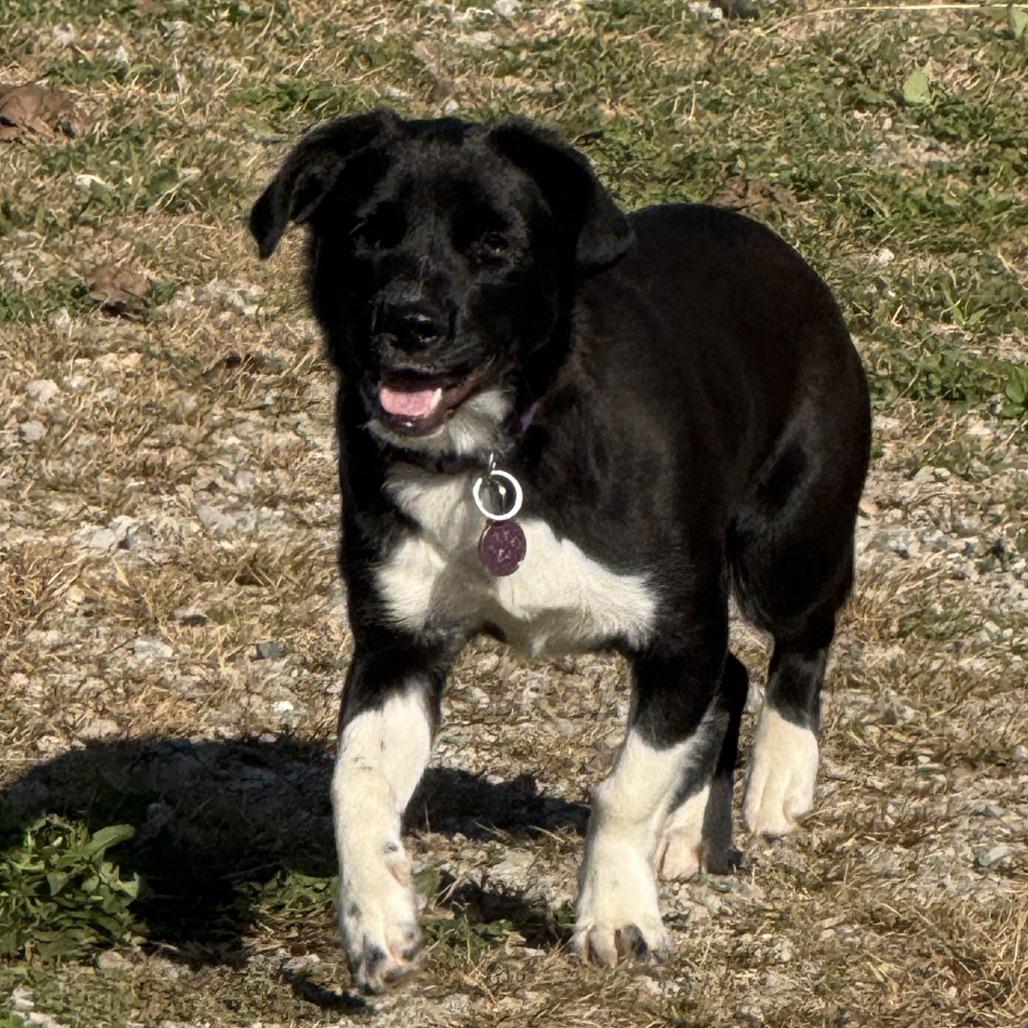Enlarge ETHEL DARDEVIL (LUCY LU), a Adoptable mixed breed in Cincinnati, OH image 1/4