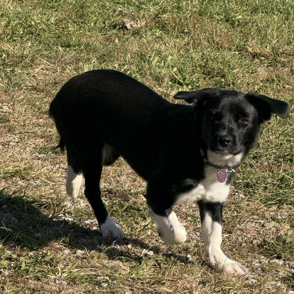 Enlarge ETHEL DARDEVIL (LUCY LU), a Adoptable mixed breed in Cincinnati, OH image 2/4