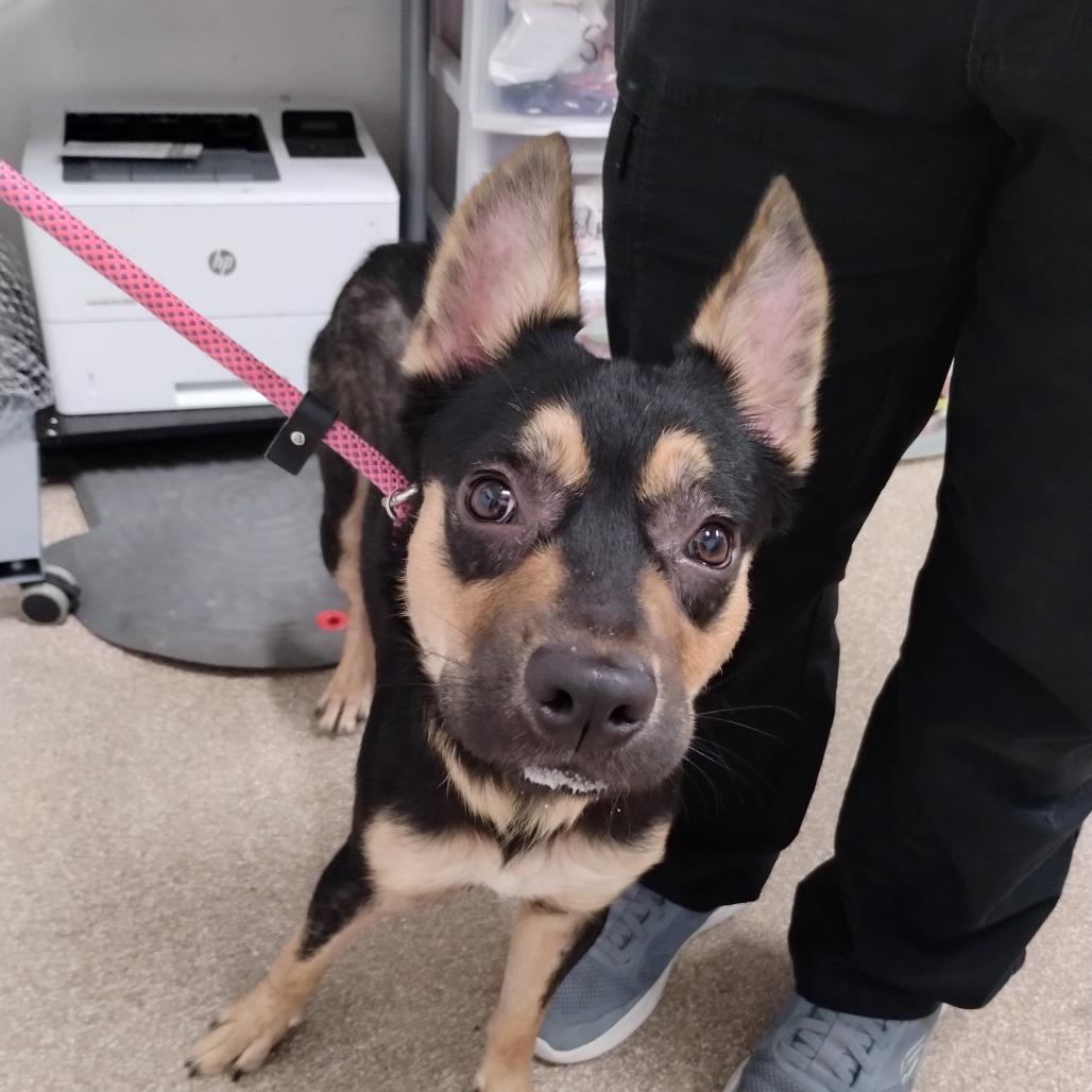 Enlarge Astro, a Adoptable mixed breed in League City, TX image 1/1