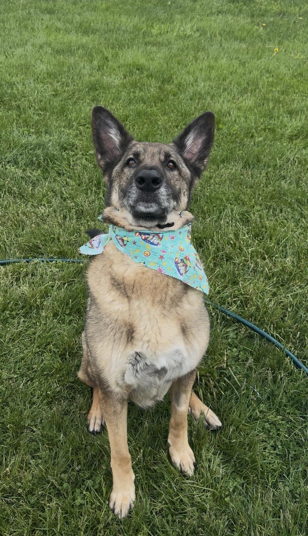 Enlarge Bear, a ADOPTABLE German Shepherd Dog in Indiana, PA image 4/4