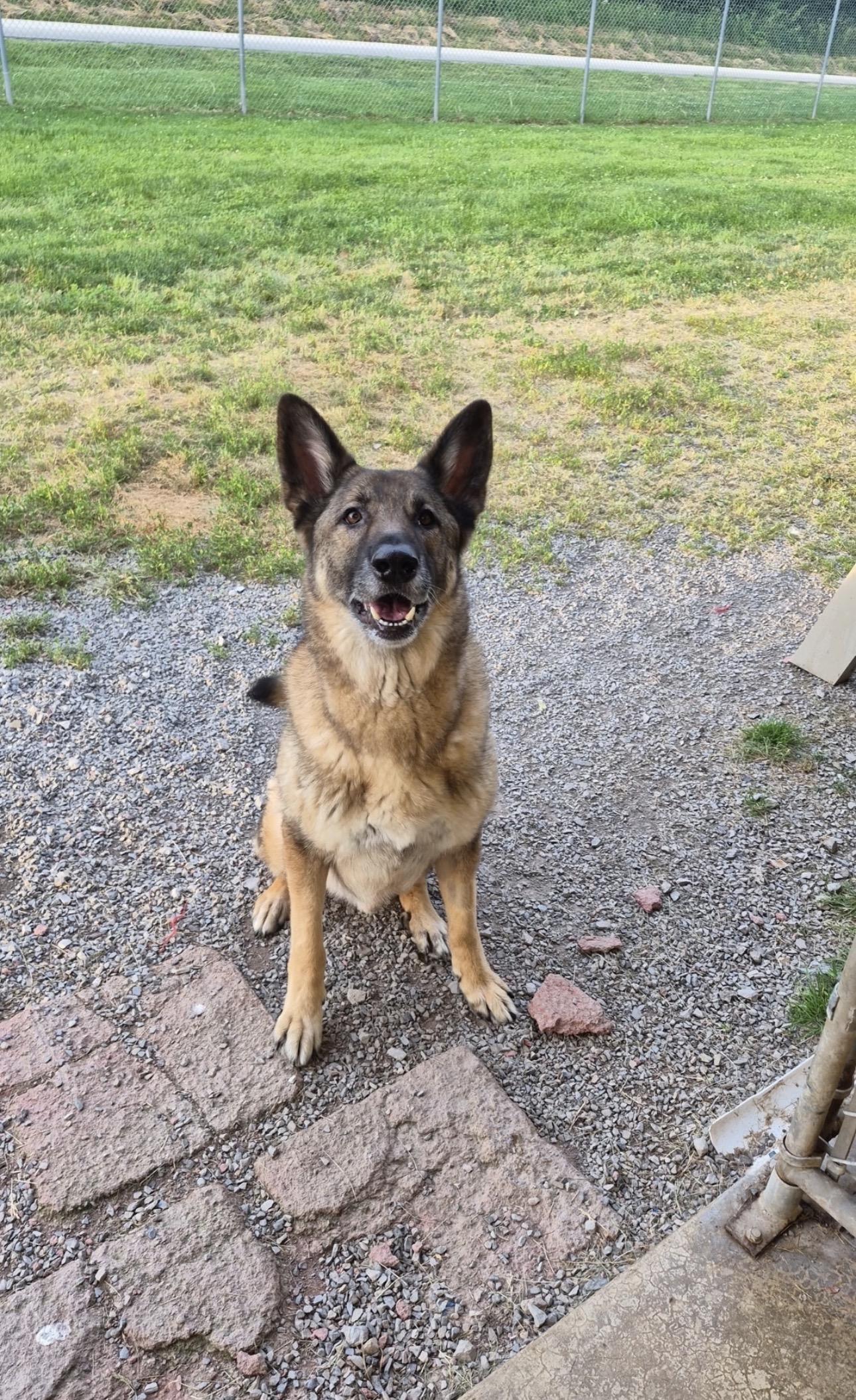 Enlarge Bear, a ADOPTABLE German Shepherd Dog in Indiana, PA image 1/4