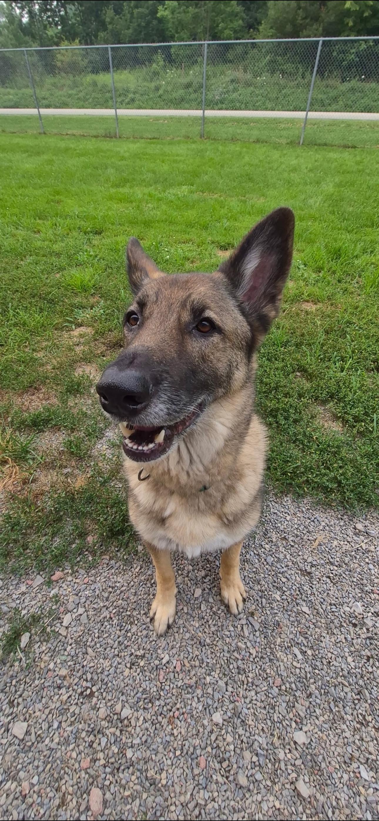 Enlarge Bear, a ADOPTABLE German Shepherd Dog in Indiana, PA image 3/4