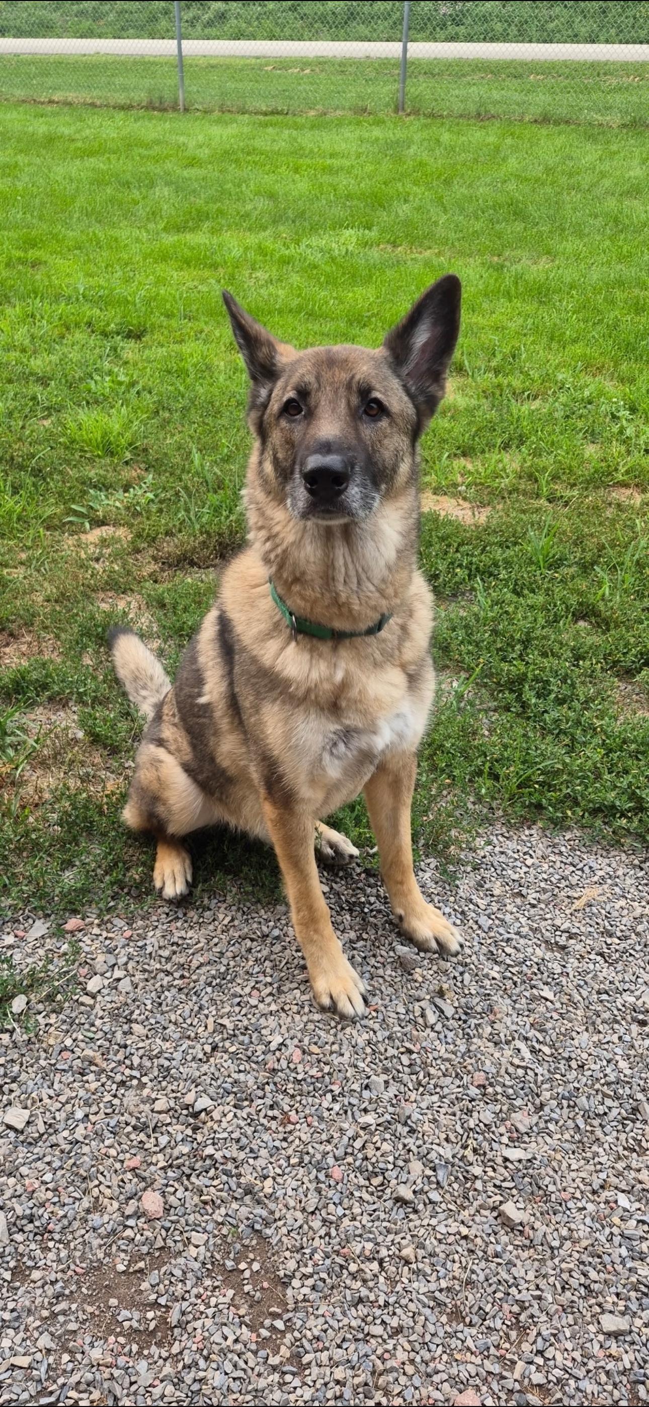 Enlarge Bear, a ADOPTABLE German Shepherd Dog in Indiana, PA image 2/4