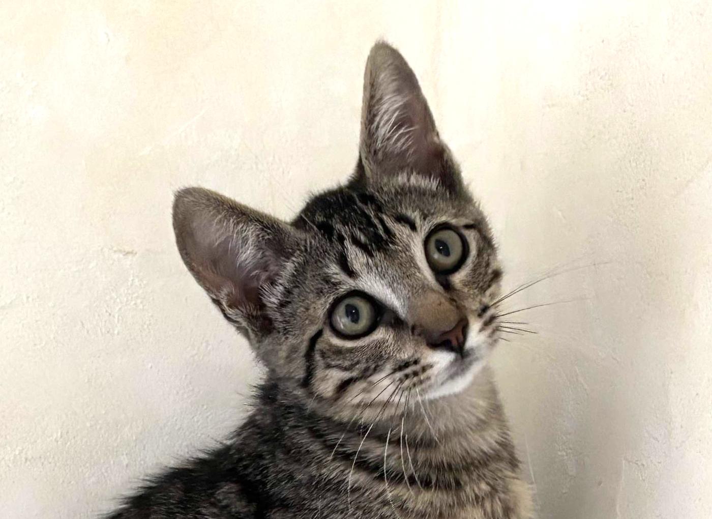 Milo, ADOPTABLE, Kitten Male Domestic Short Hair.