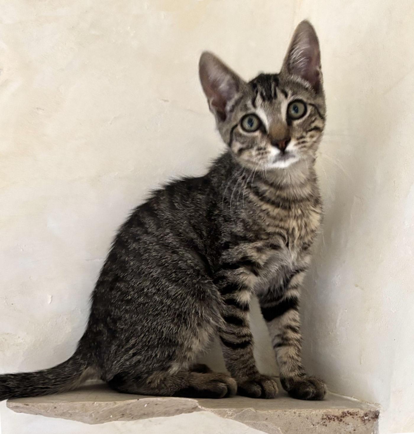 Milo, a ADOPTABLE mixed breed in Manitou Springs, CO image 3/3