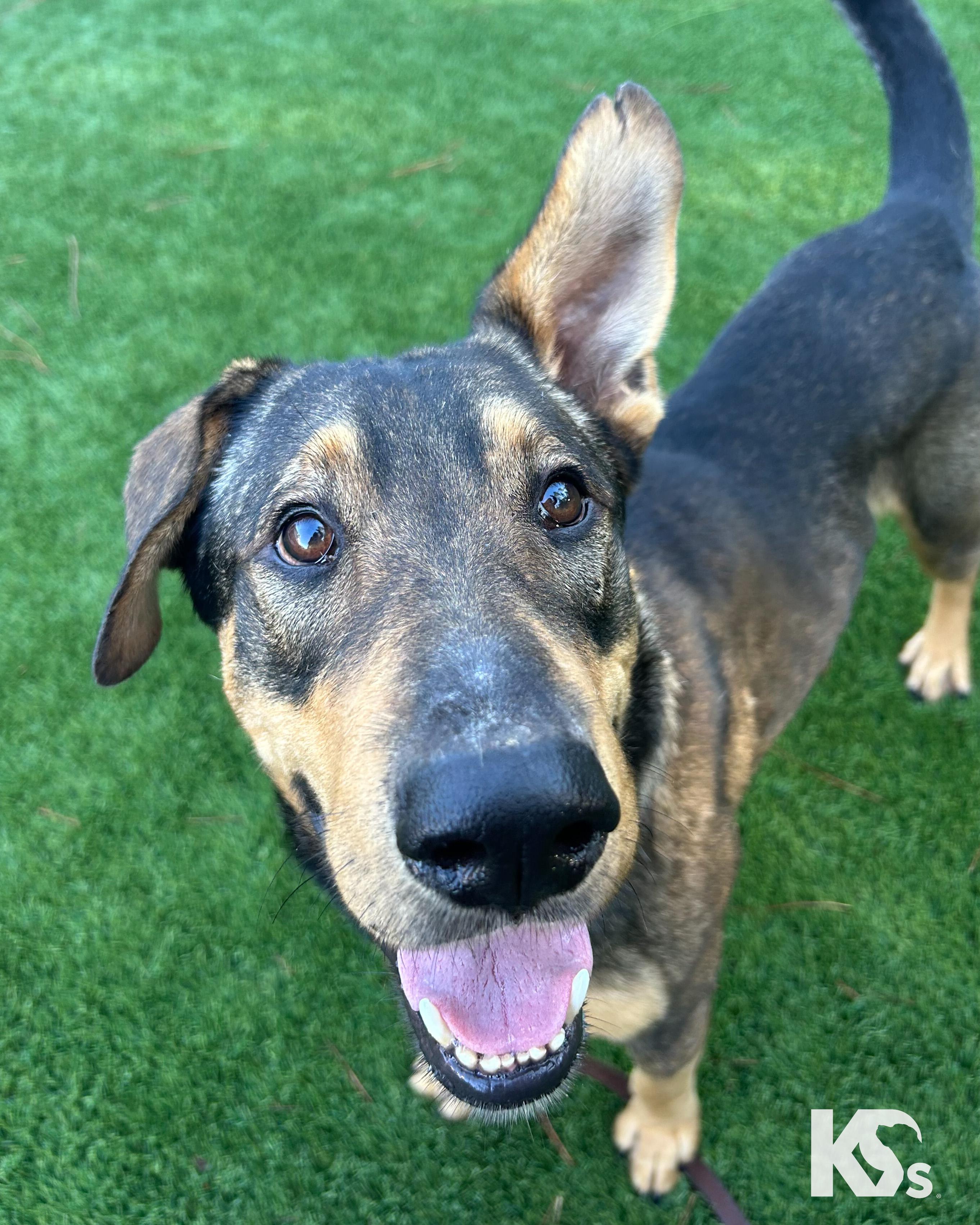 Bridger, Adoptable, Young Female German Shepherd Dog & Shepherd.