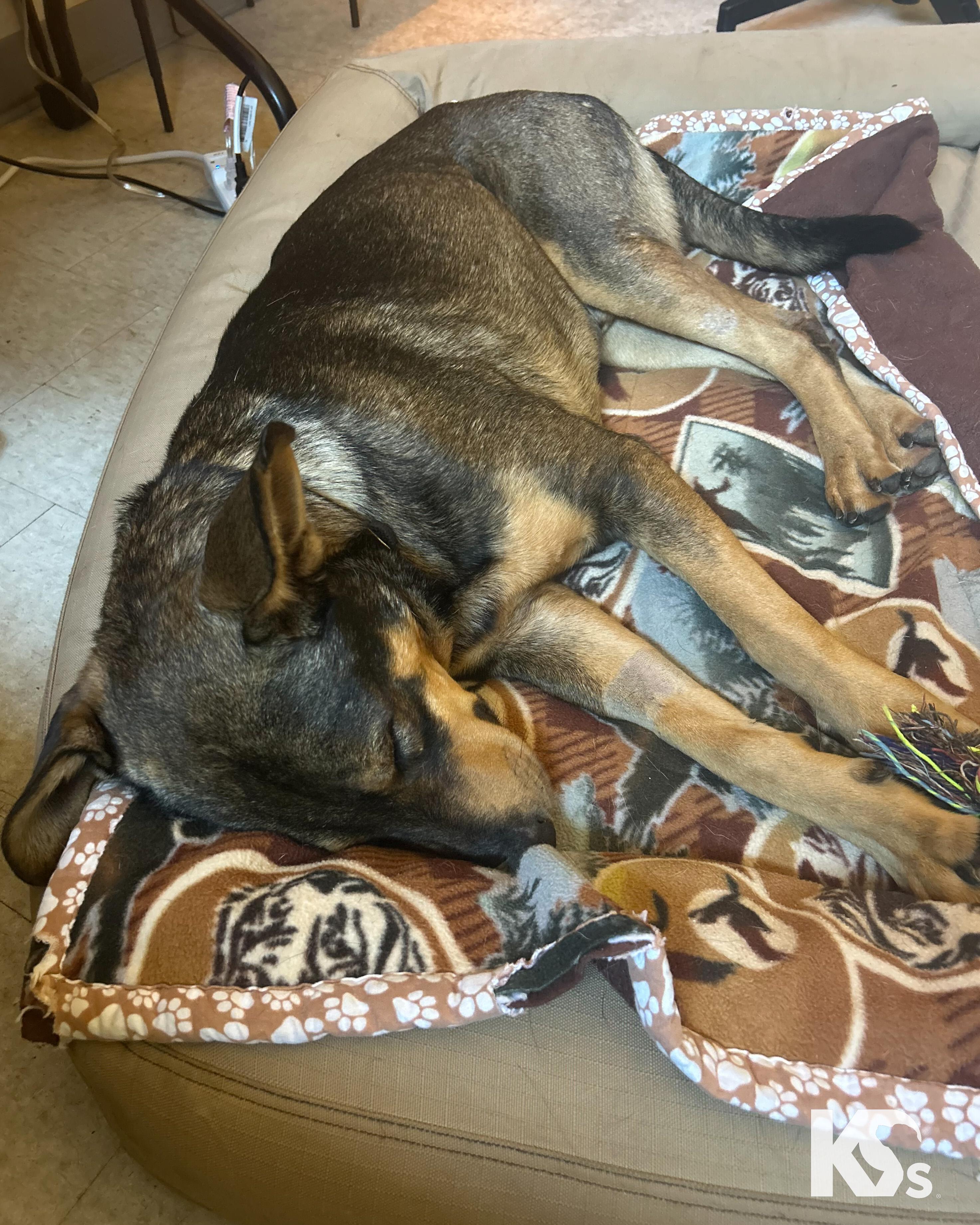 Enlarge Bridger, a Adoptable mixed breed in Ponte Vedra, FL image 2/6