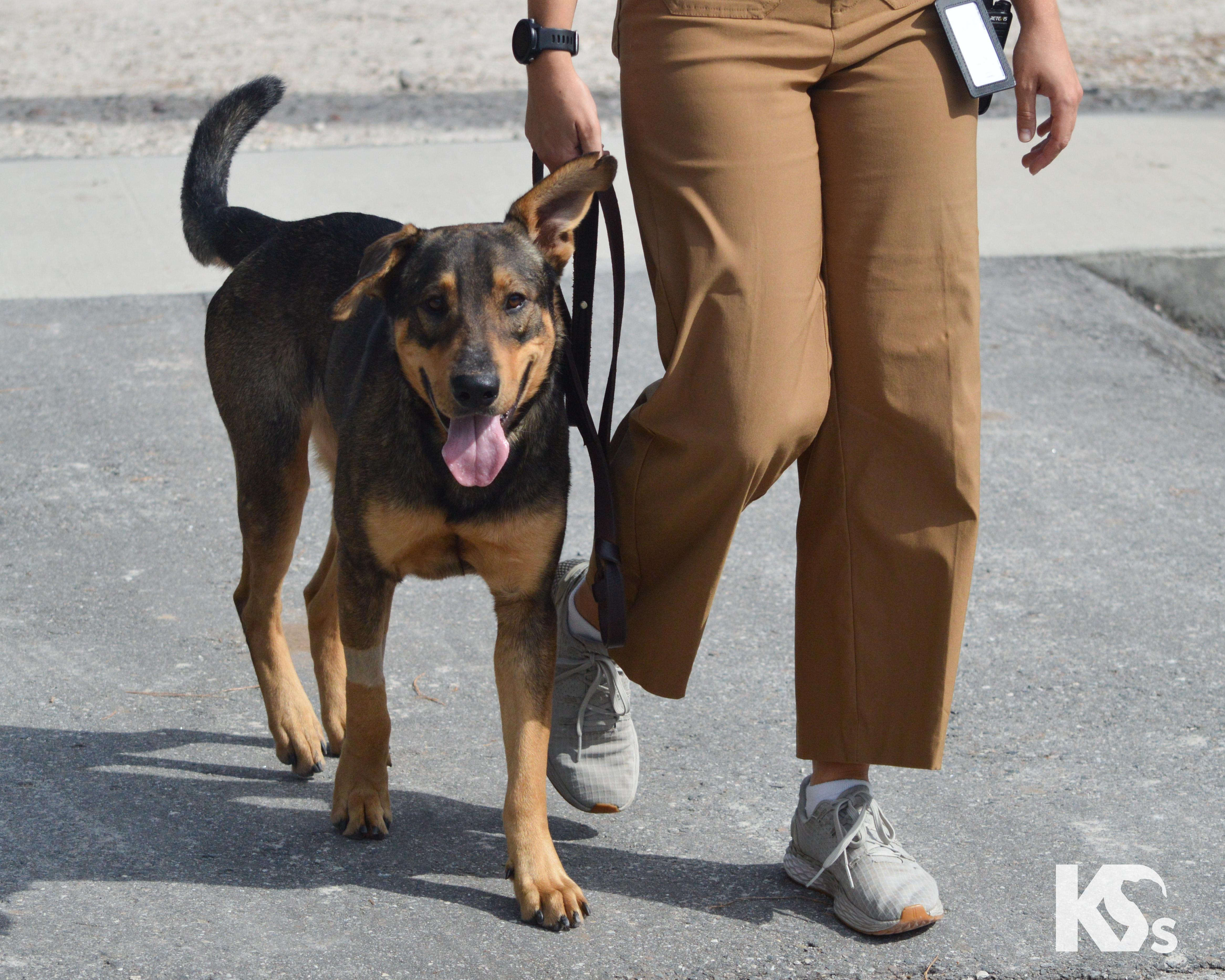 Enlarge Bridger, a Adoptable mixed breed in Ponte Vedra, FL image 3/6