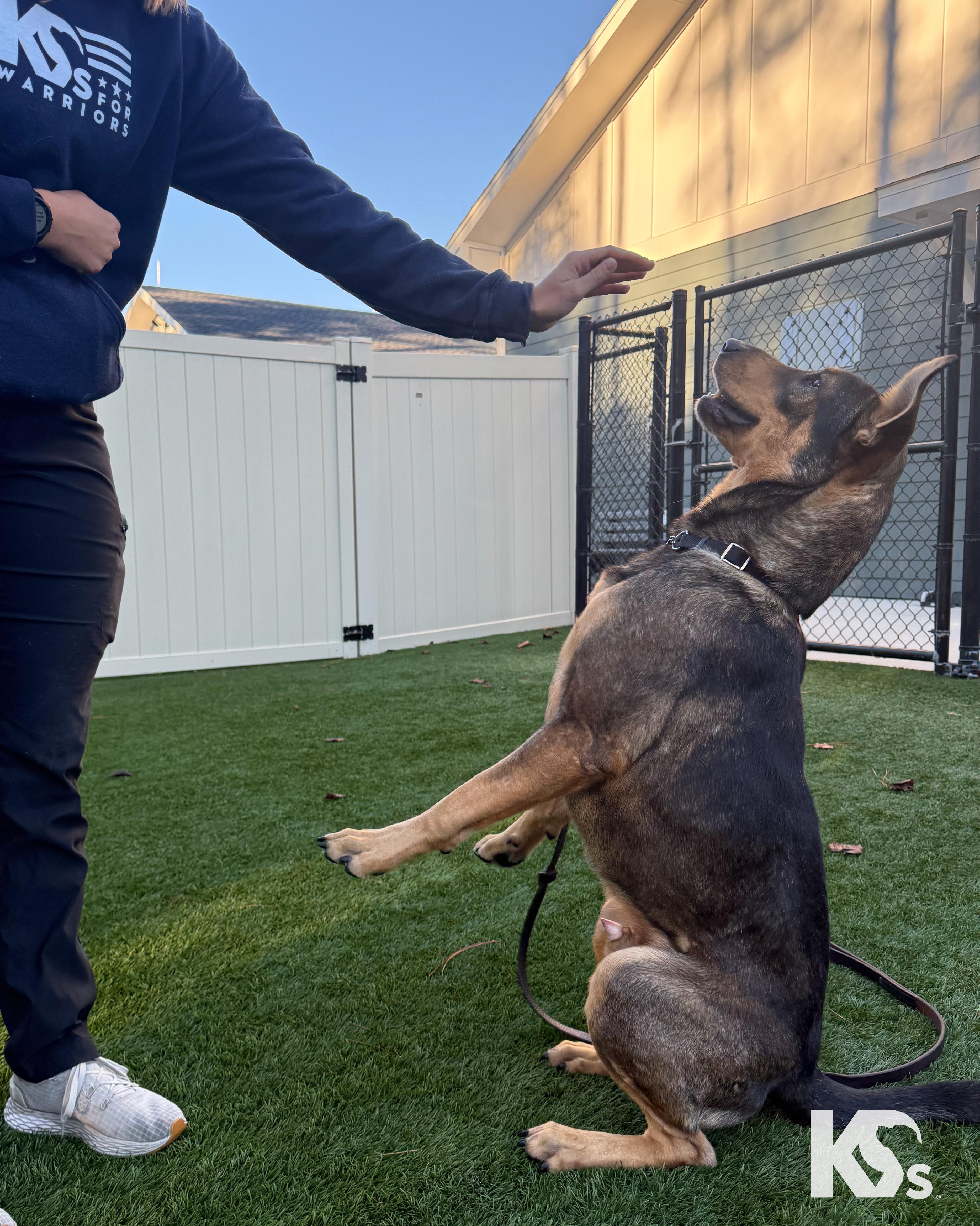 Enlarge Bridger, a Adoptable mixed breed in Ponte Vedra, FL image 4/6