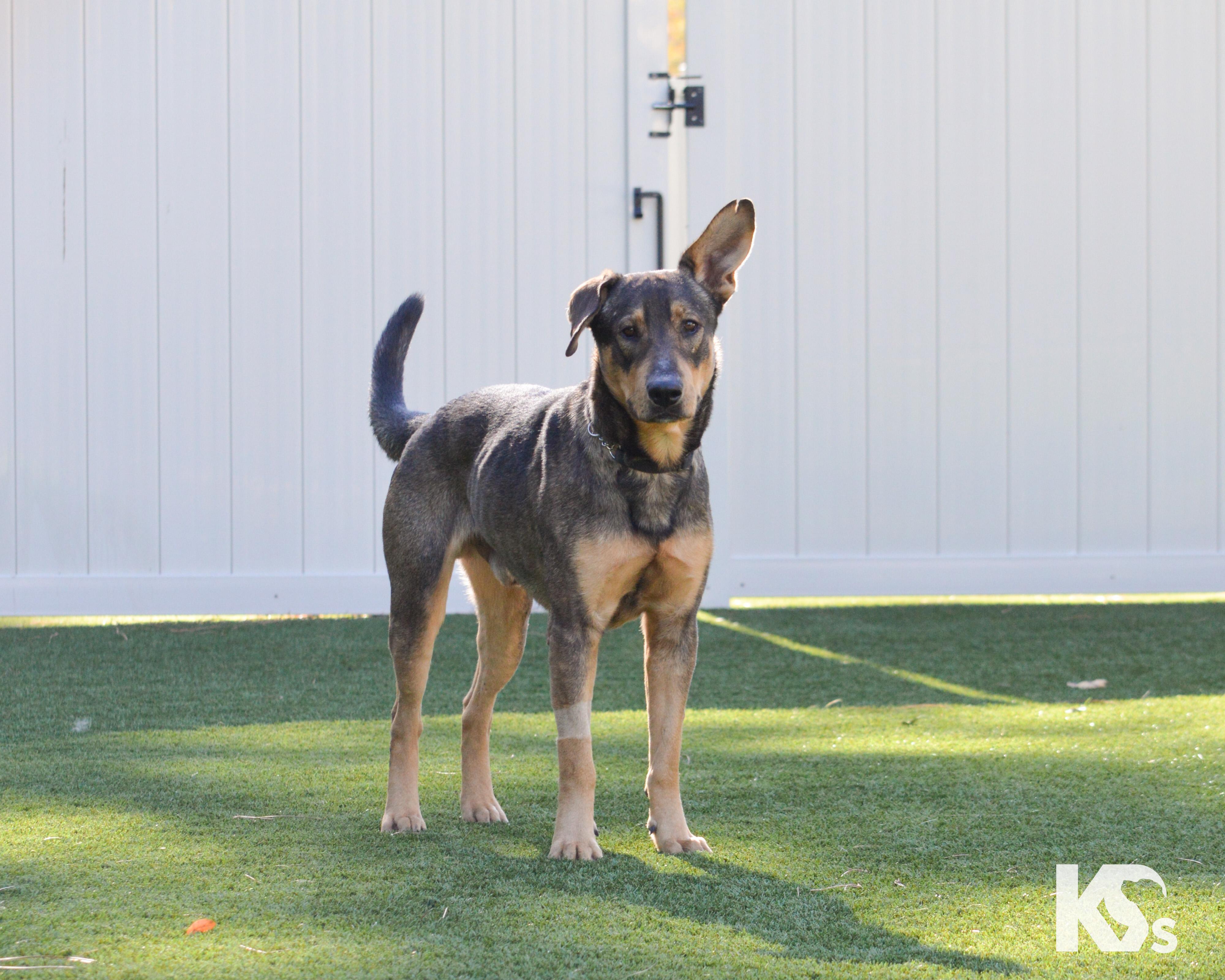 Enlarge Bridger, a Adoptable mixed breed in Ponte Vedra, FL image 6/6