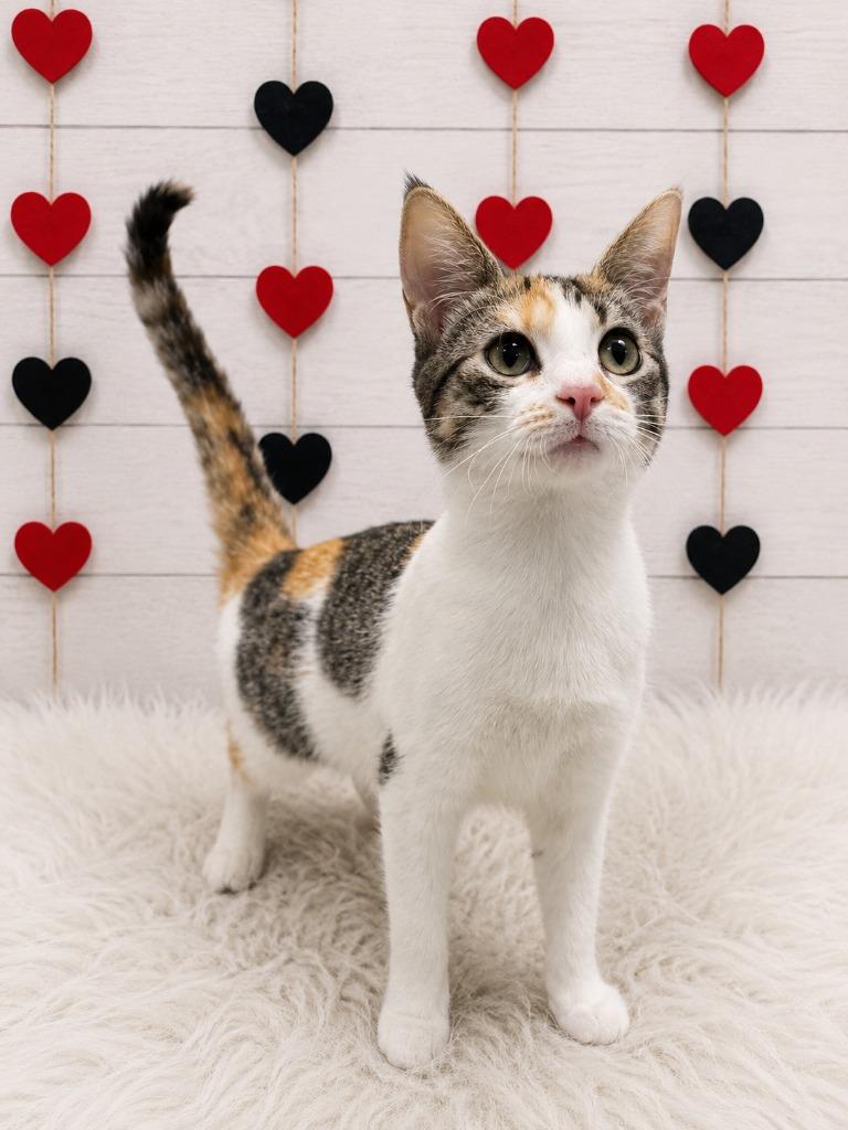 Ava, Adoptable, Kitten Female Domestic Short Hair.
