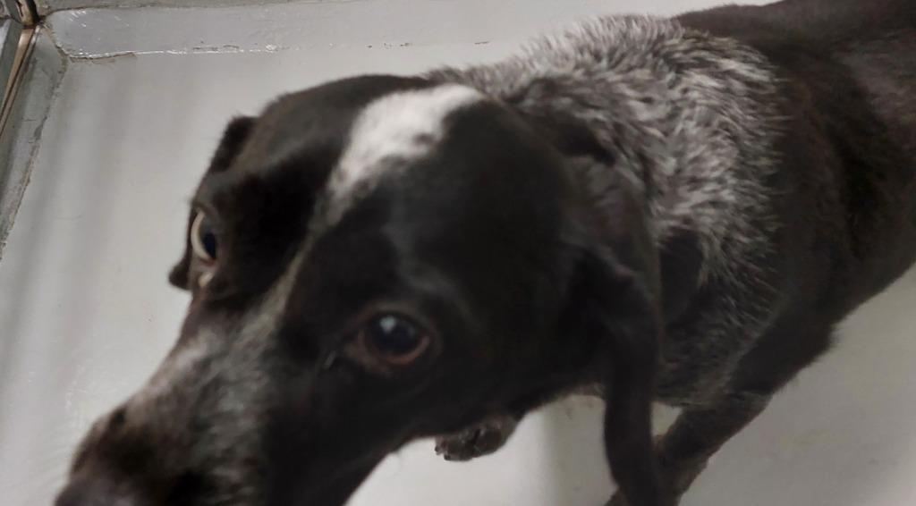 Enlarge Freddy, a Adoptable mixed breed in Mocksville, NC image 1/1