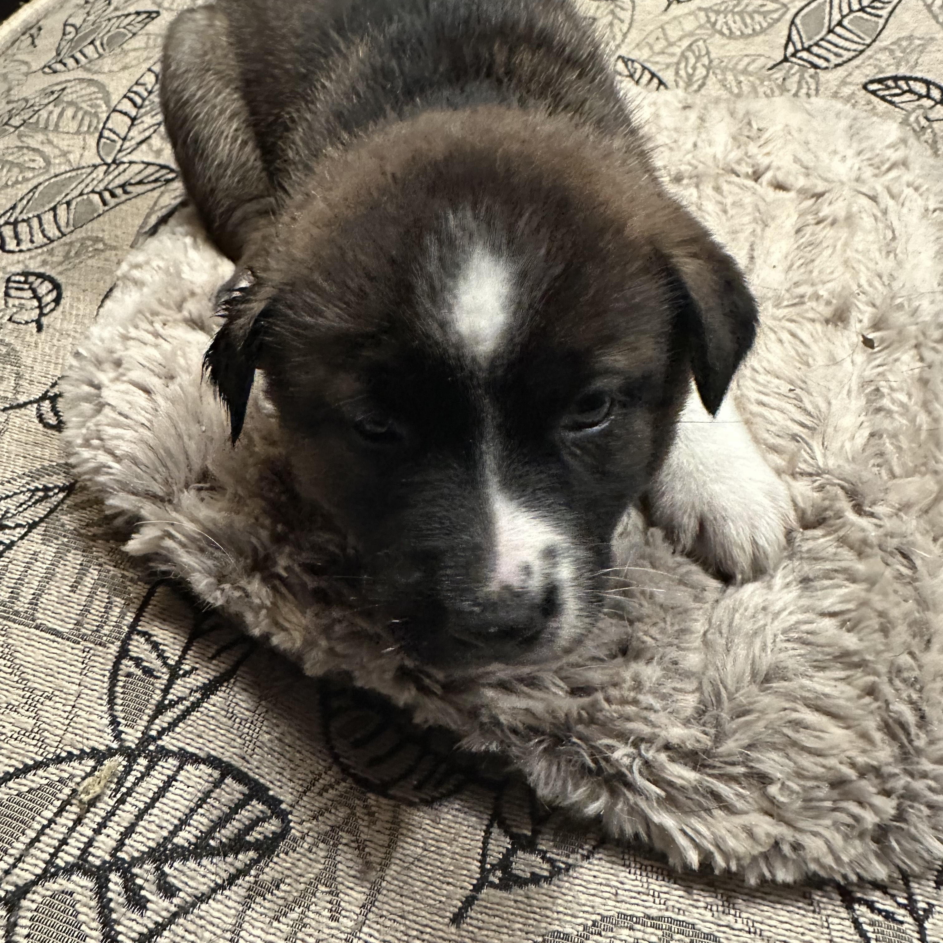 Enlarge Swan, a Adoptable mixed breed in Winnipeg, MB image 1/2