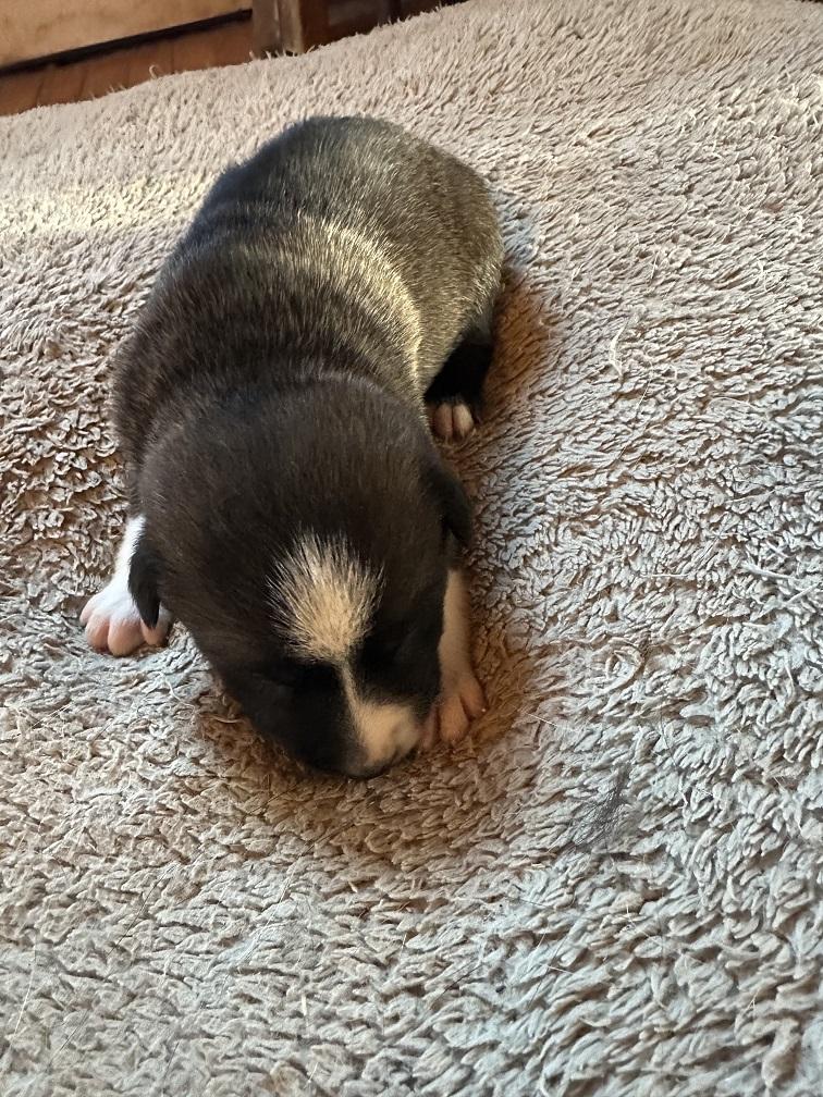 Swan, Adoptable, Puppy Female German Shepherd Dog.