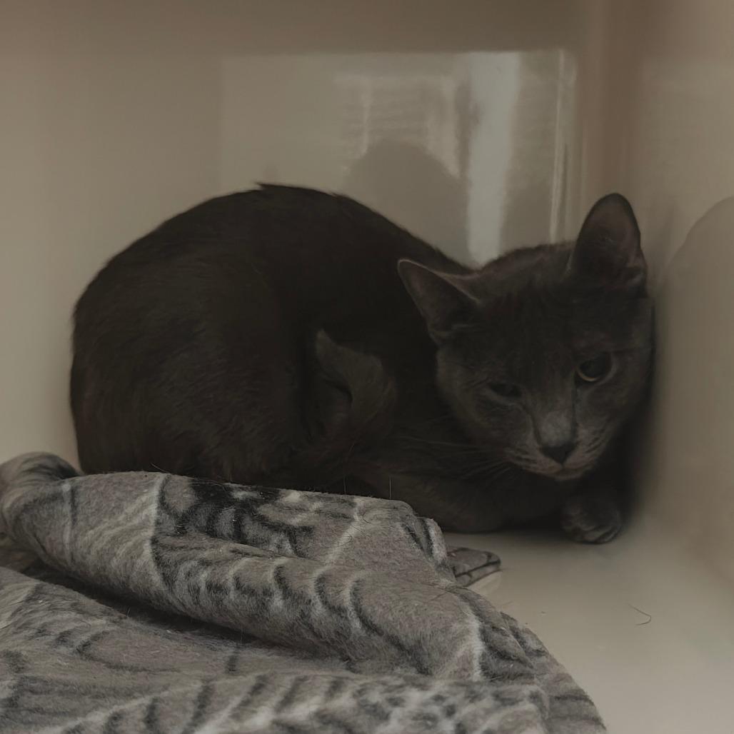 Enlarge Saiorse, a Adoptable Domestic Short Hair in Watertown, NY image 1/2