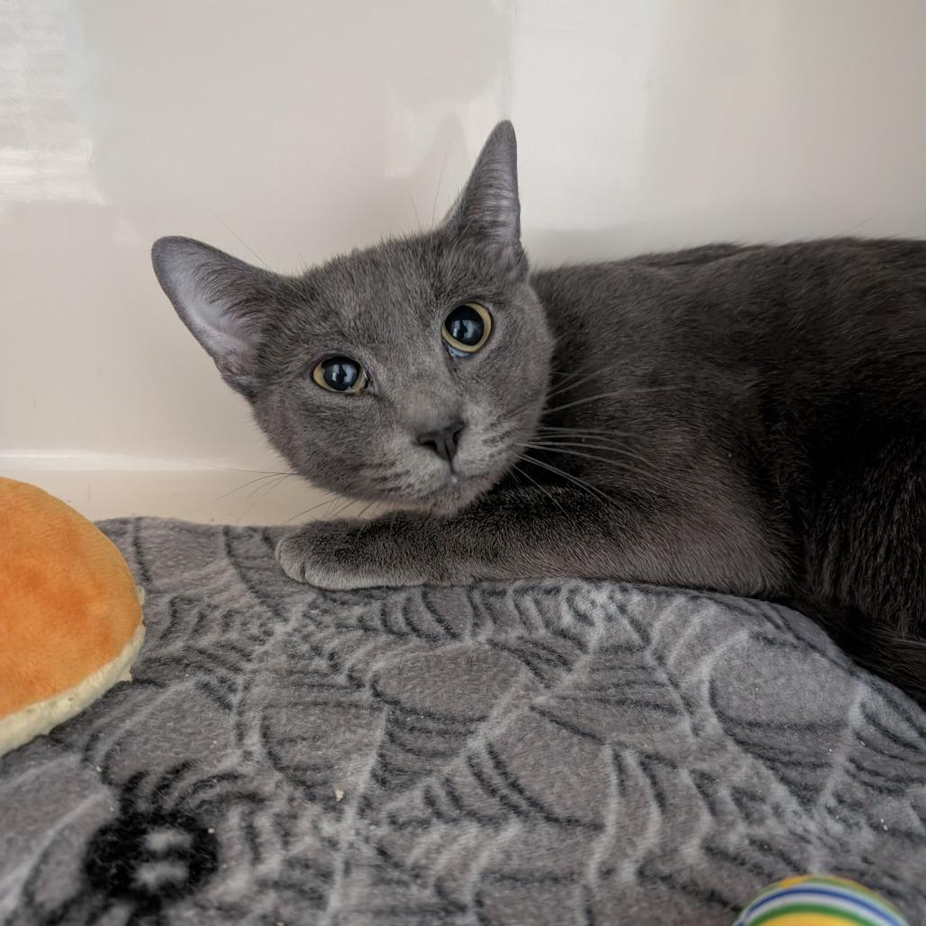 Enlarge Saiorse, a Adoptable Domestic Short Hair in Watertown, NY image 2/2