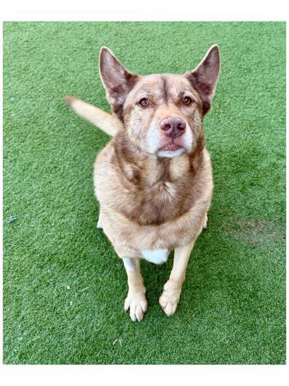 Enlarge Eve, a Adoptable mixed breed in Independence, MO image 1/3